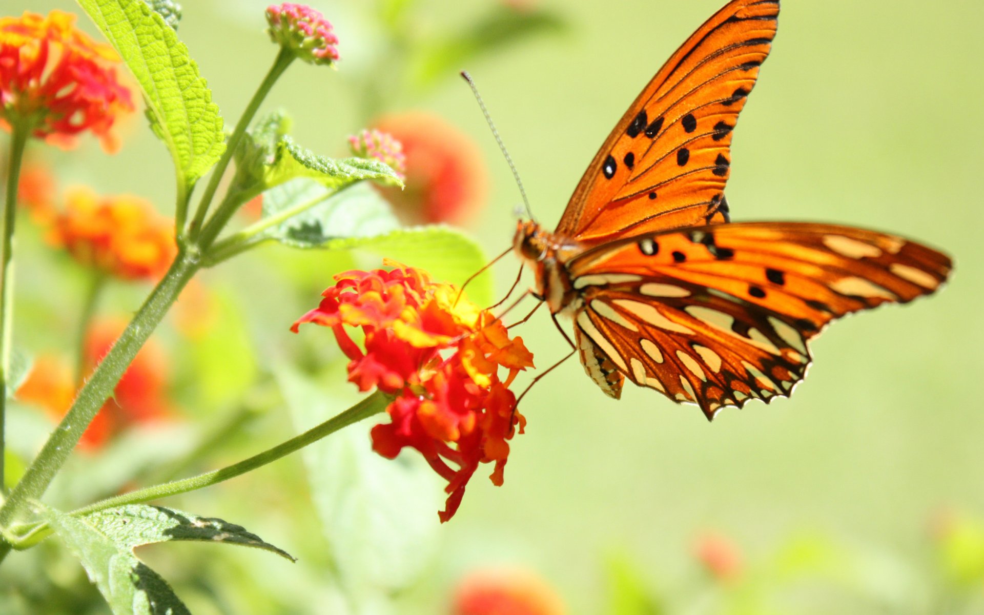 blume schmetterling makro helligkeit