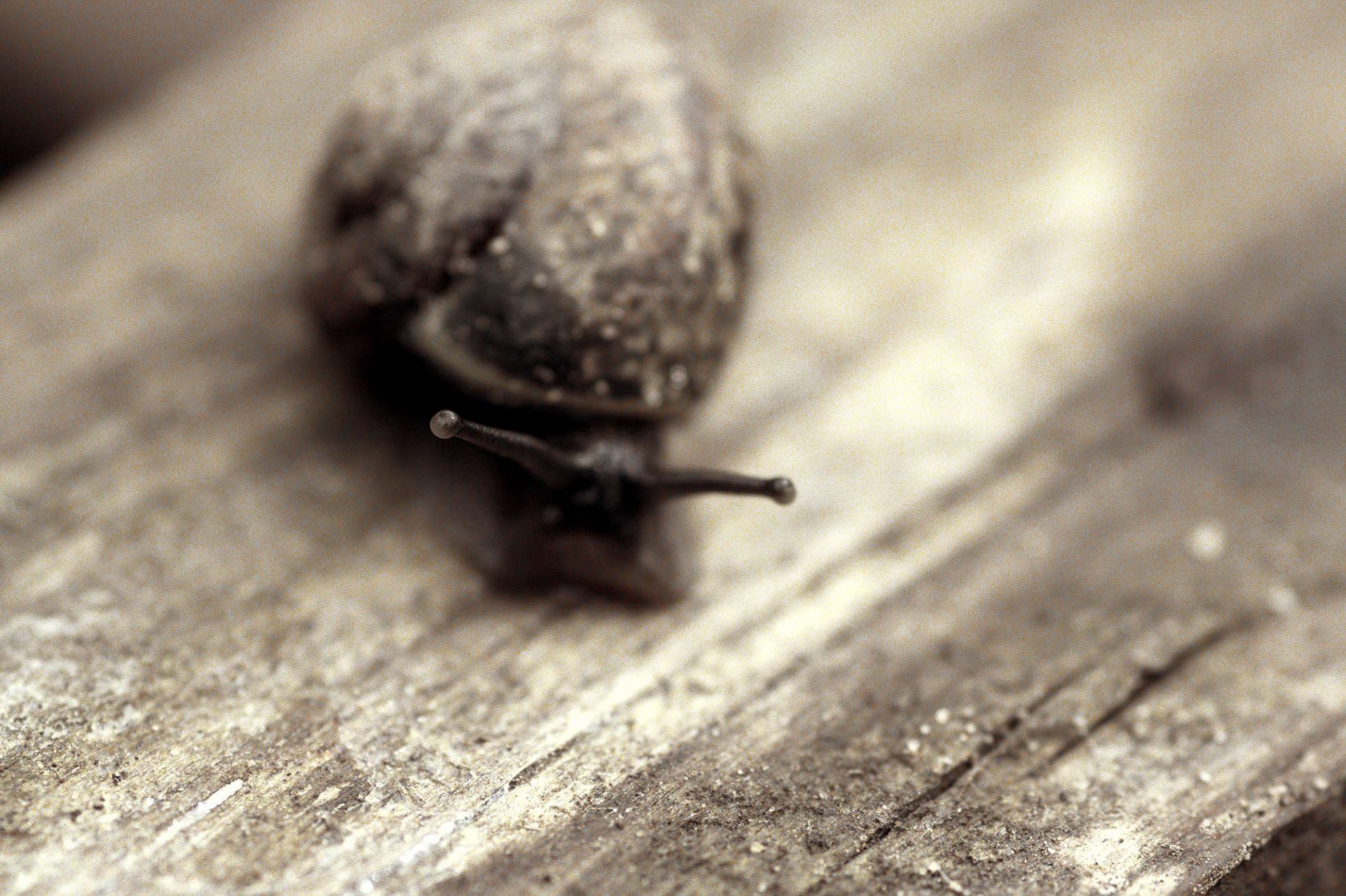 caracol árbol concha