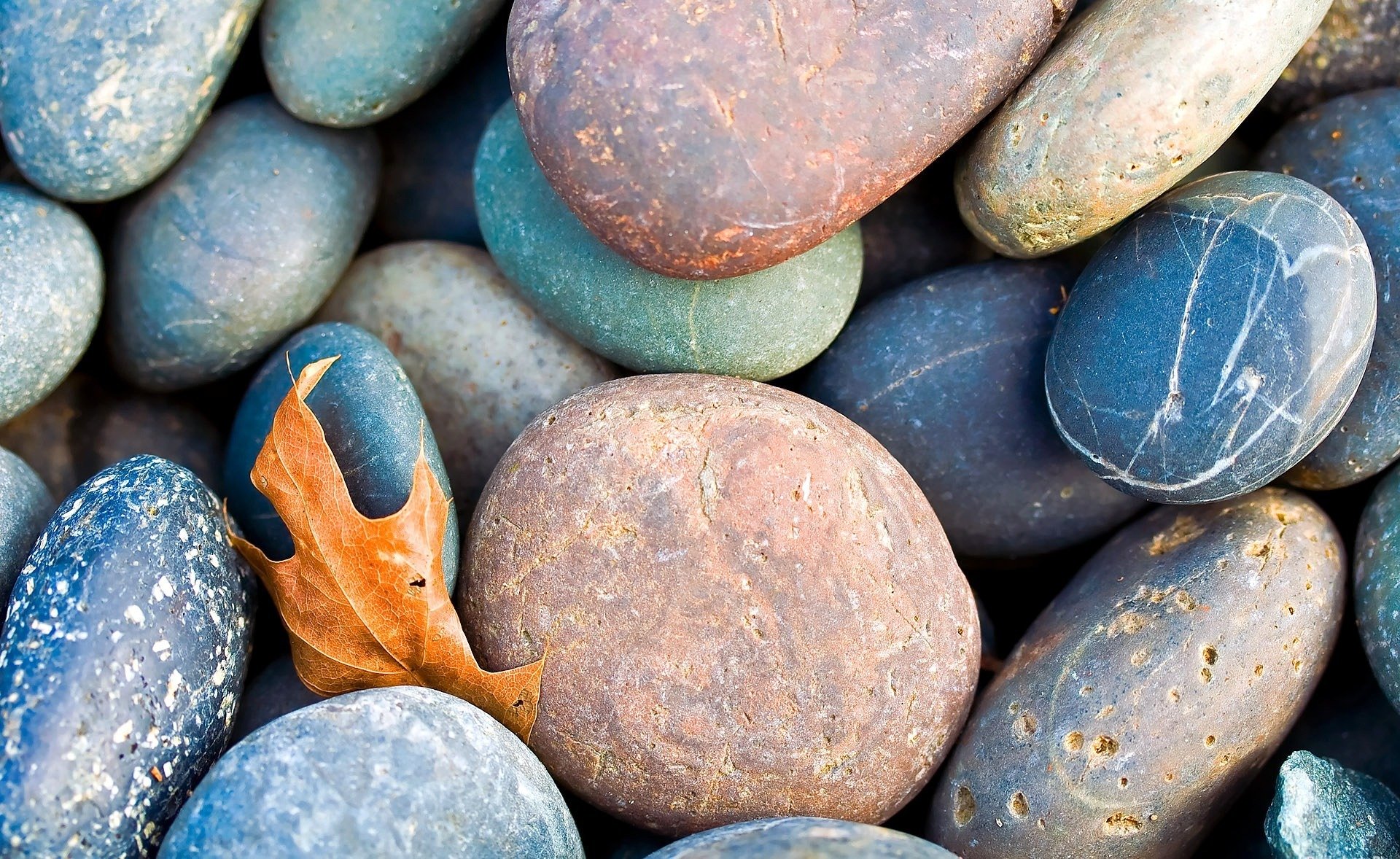 piedras guijarros caído hoja