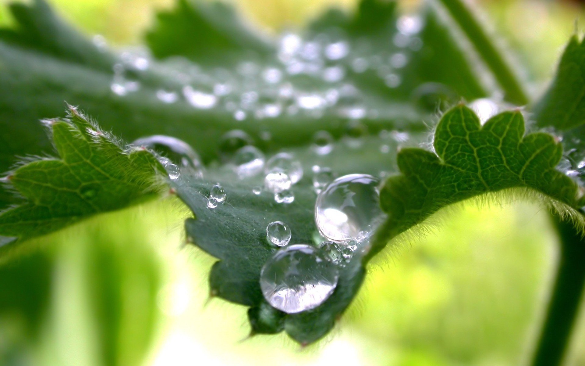 verts feuilles gouttes