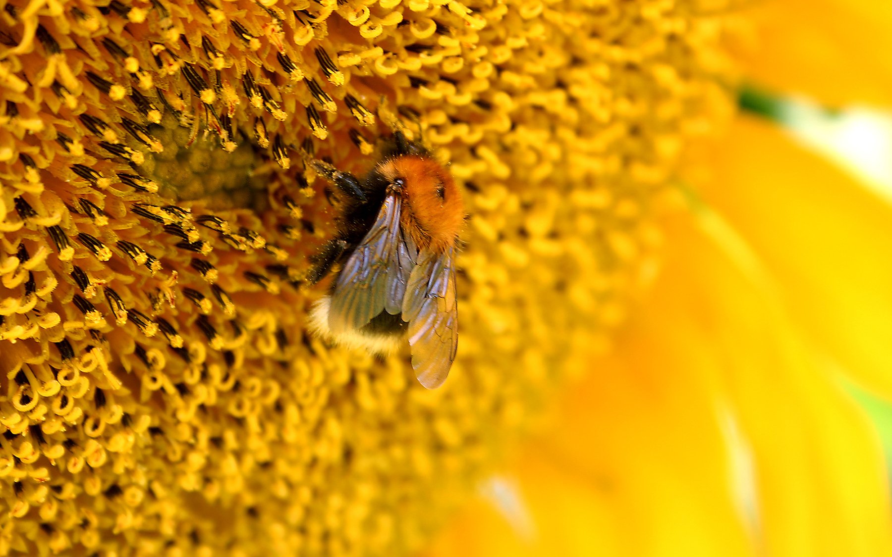 abeja flor macro