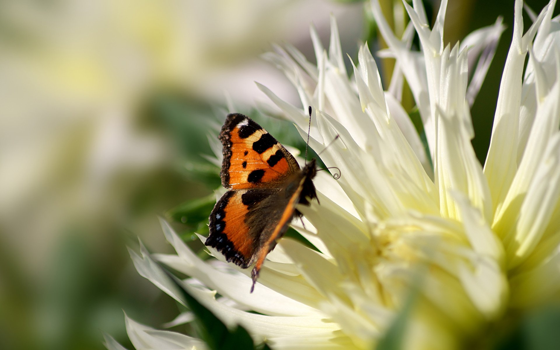 kwiat płatki pyłek motyl makro