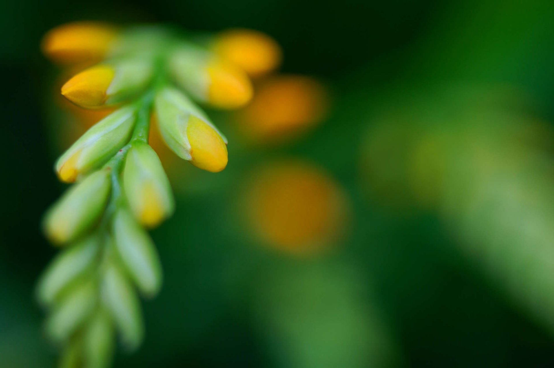 verde flor