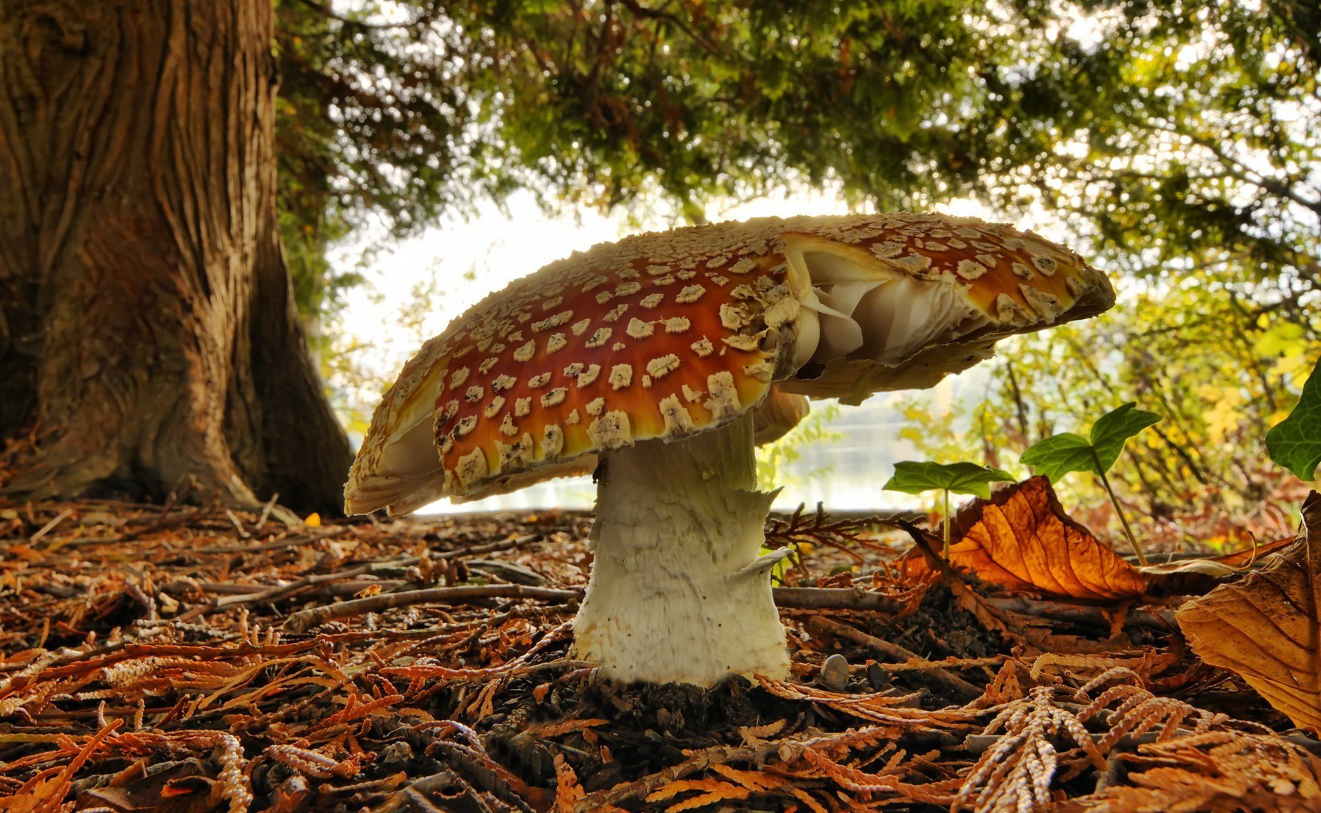 fungo amanita foresta verde