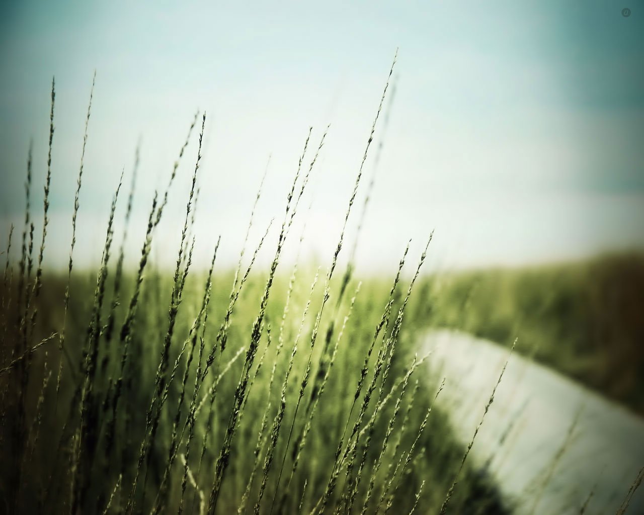 herbe verdure lumière