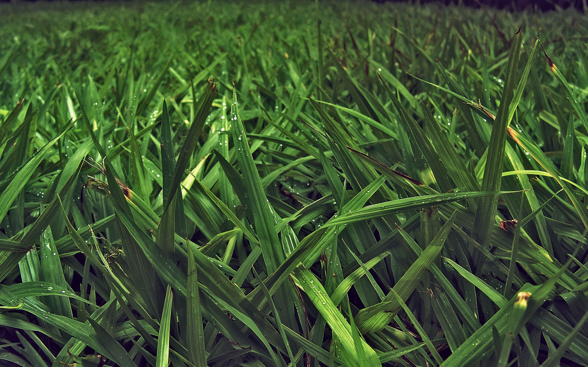 erba verde foglie steli natura