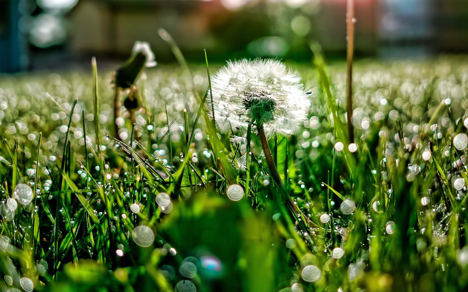 lichtung gras löwenzahn tau blendung licht