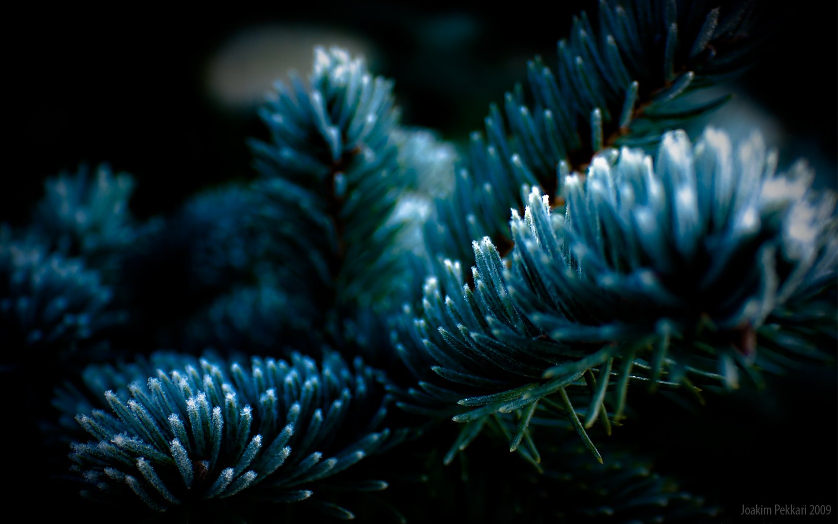 frostiger baum baum fichte nadeln