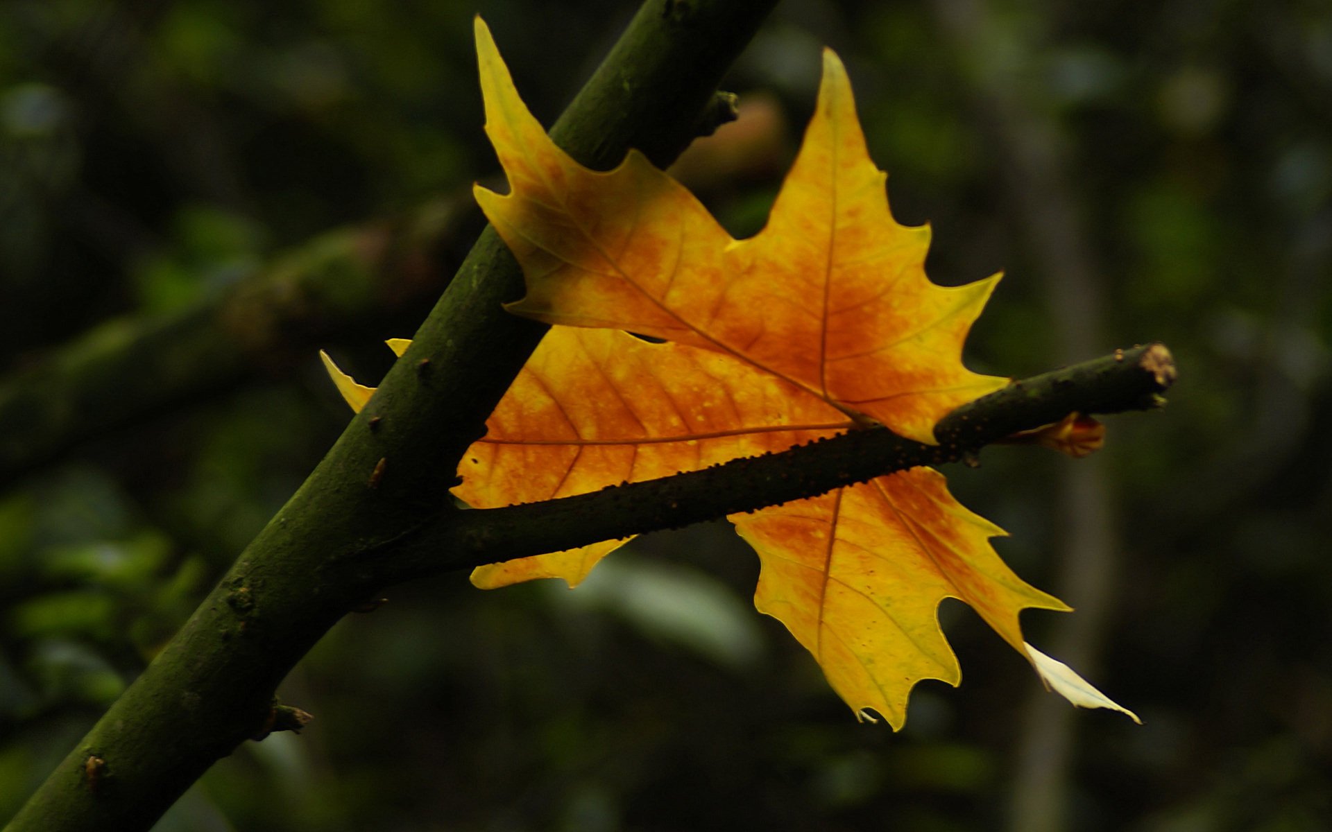 herbst blatt