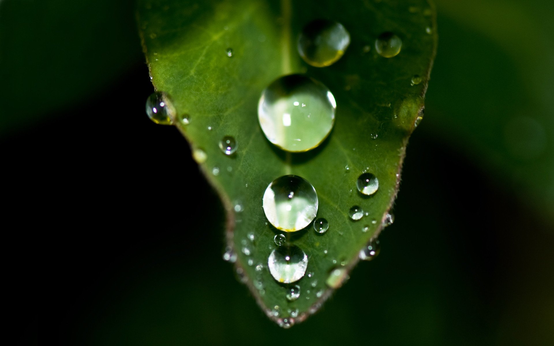 planta hoja gotas tamaño nitidez