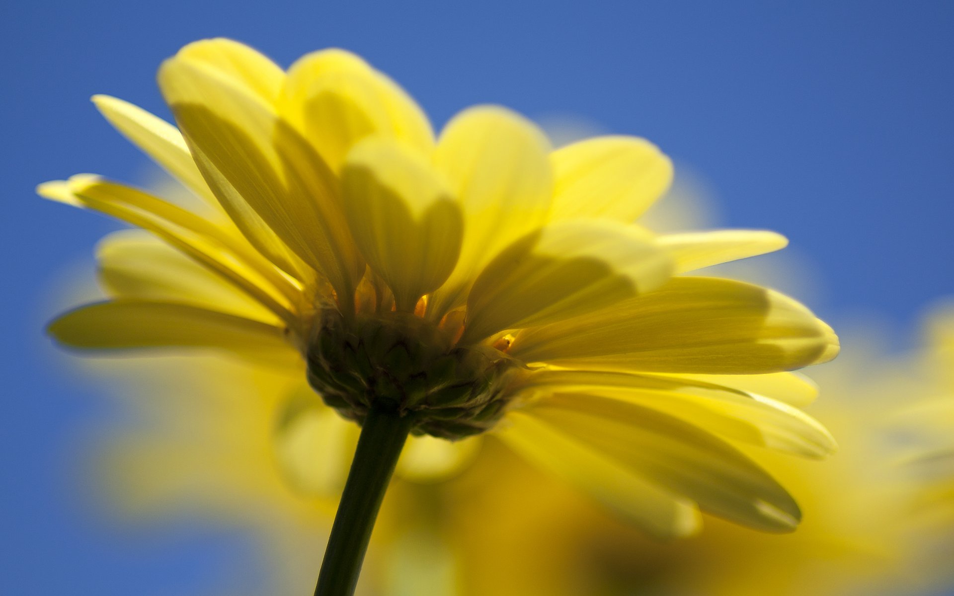 flower nature yellow