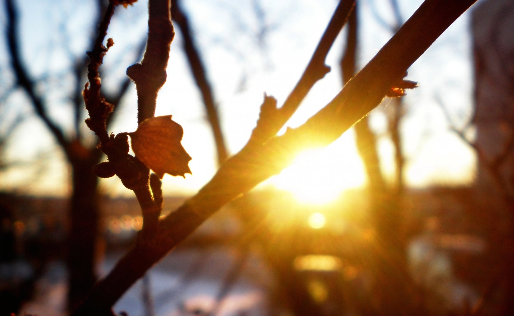 macro alberi rami foglia autunno tramonto sole raggi freschezza freschezza natura