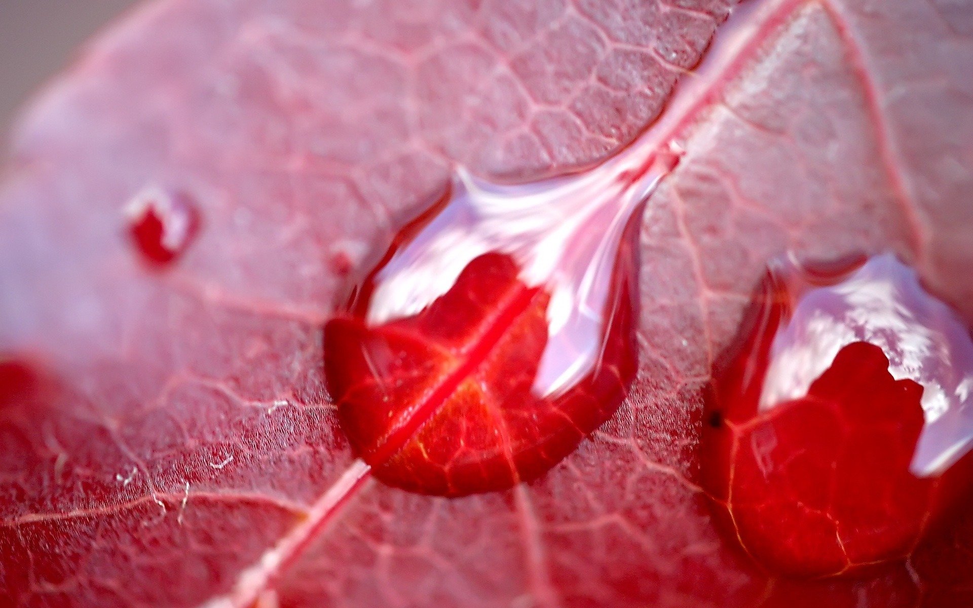 fondo de pantalla macro hoja gota