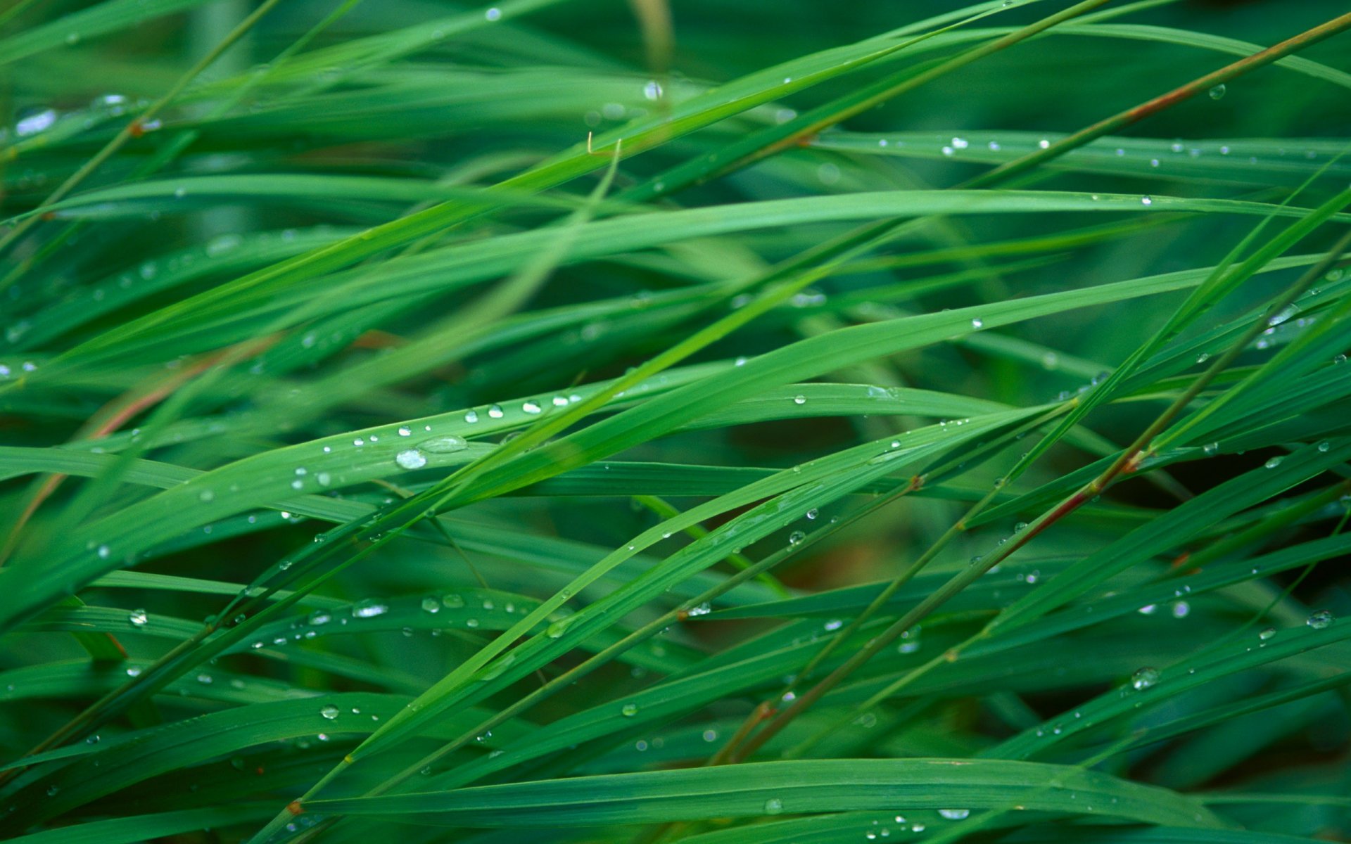 gras tropfen tau