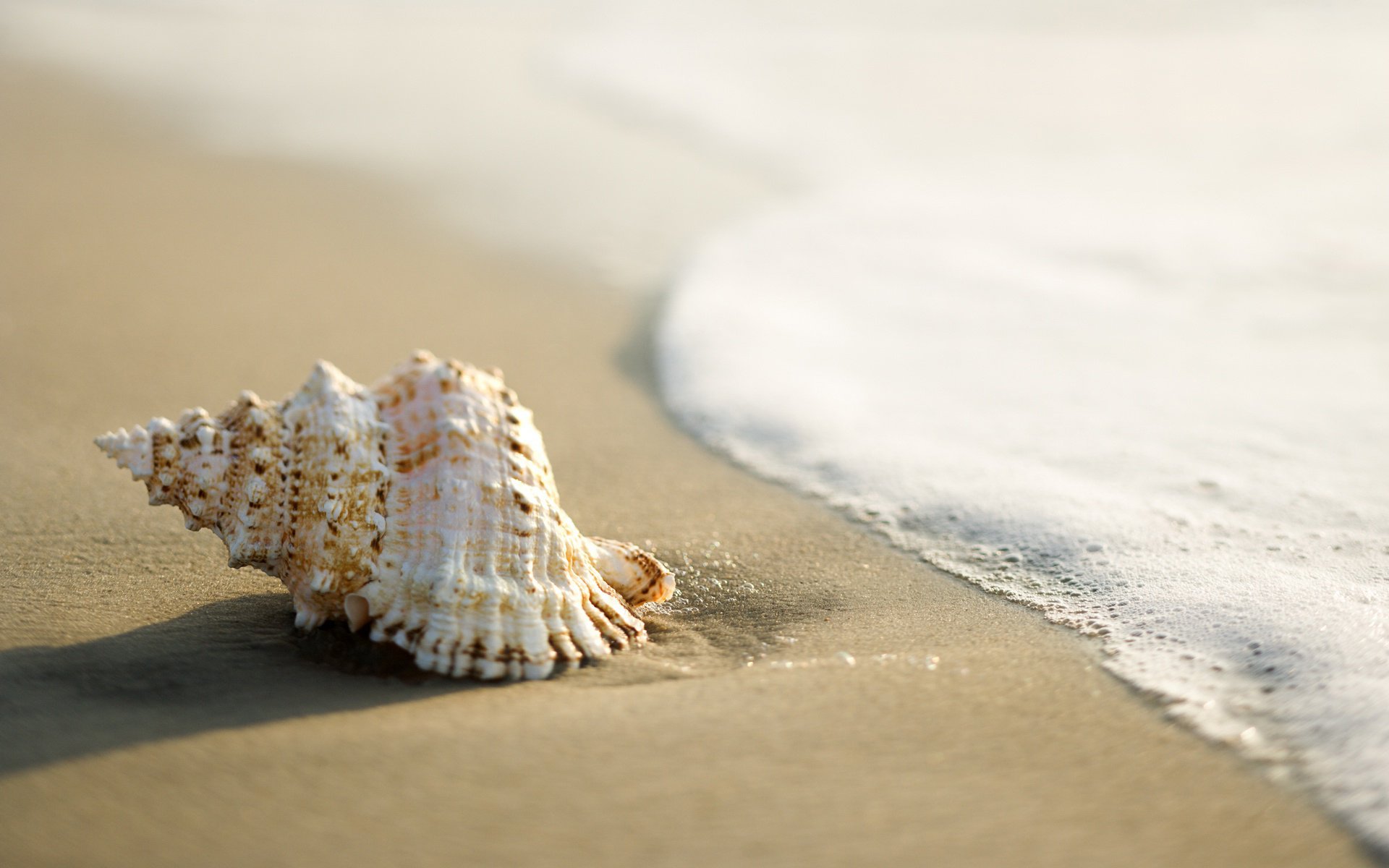 coquillage mer ressac sable