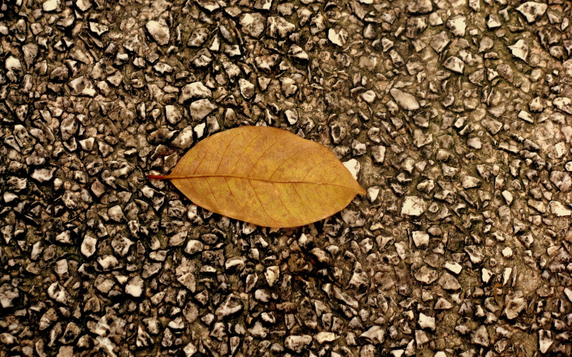 asphalt piece autumn