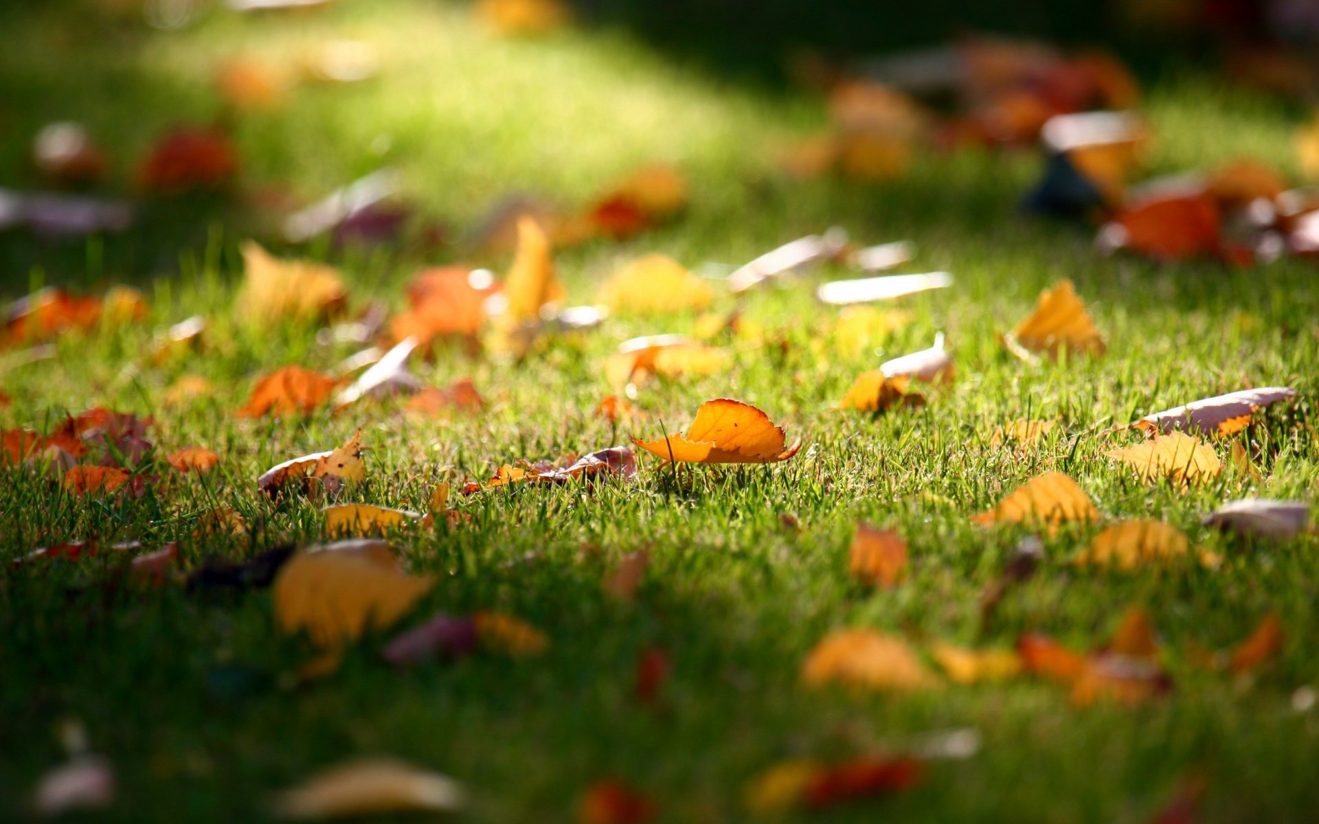 erba prato autunno cadono foglie