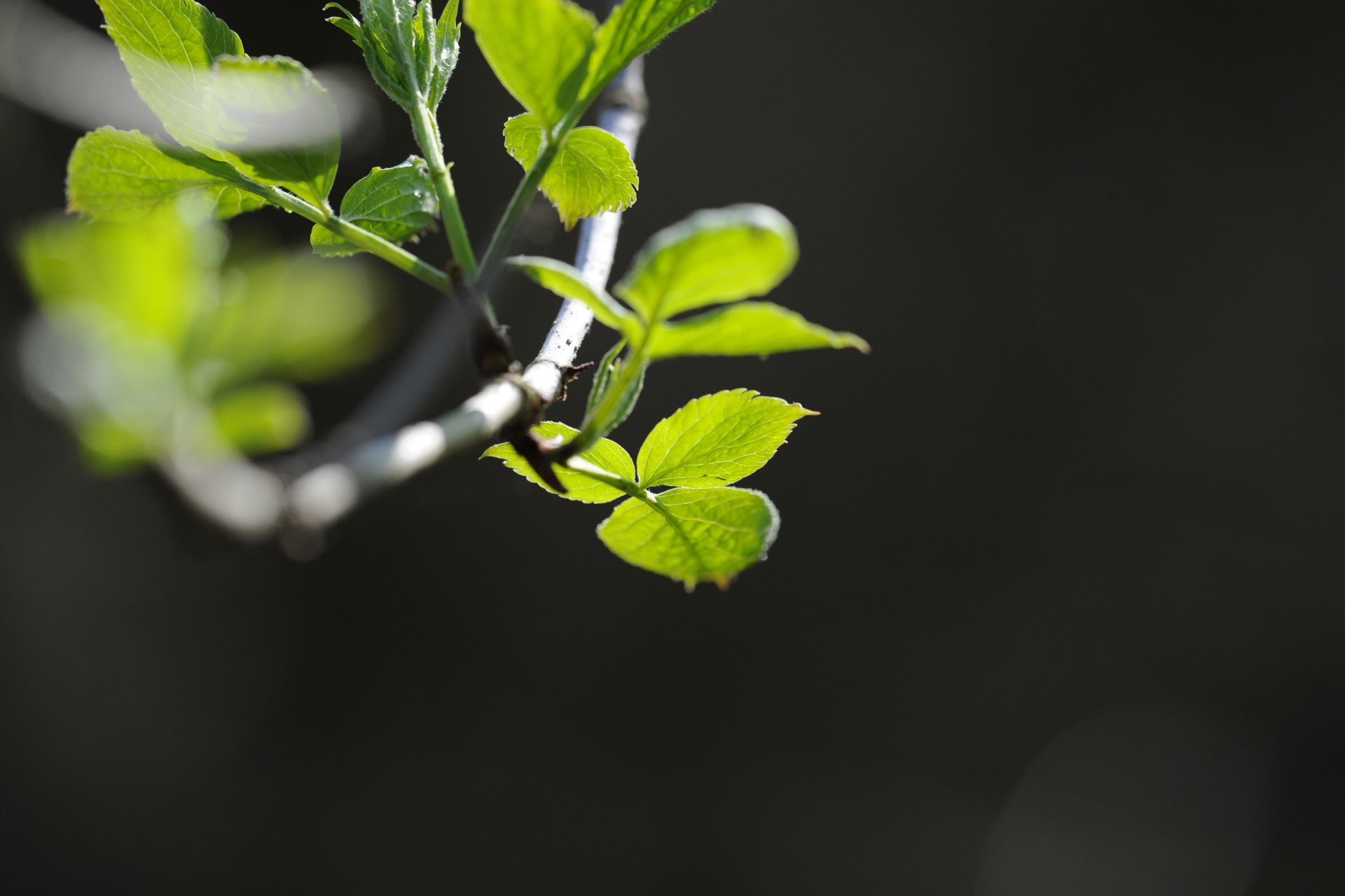 close up plant branch . leaves green