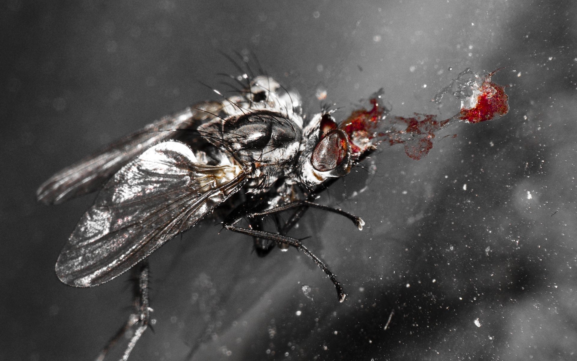 fly popadavie head blood