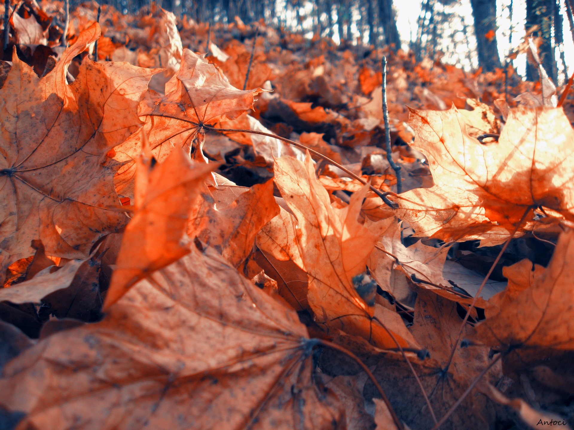 nature feuilles forêt