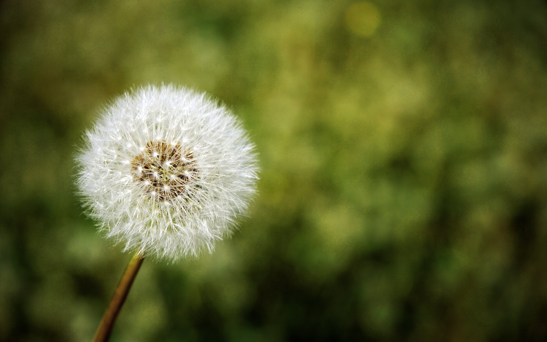 pissenlit nature fleur