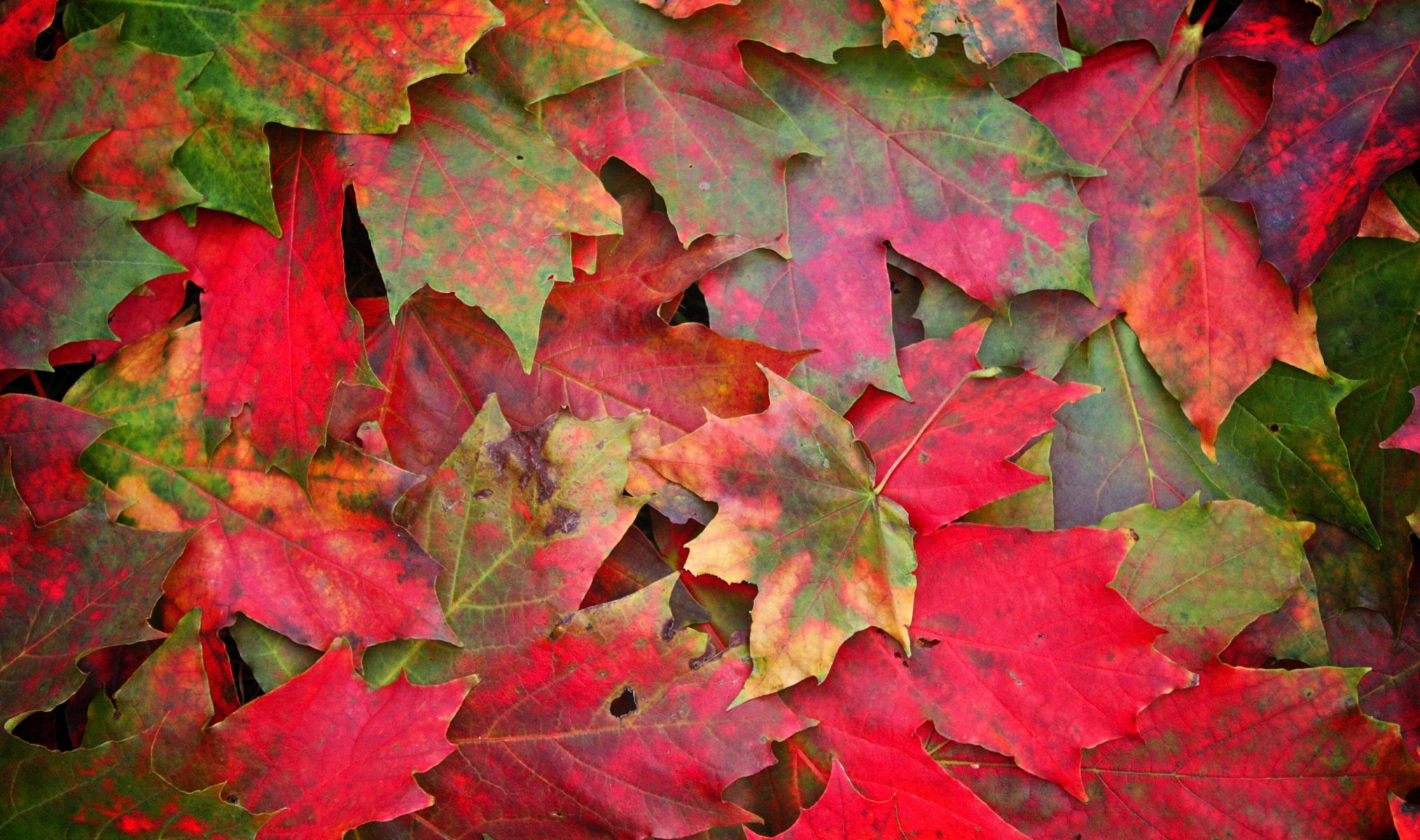 hojas otoño macro foto