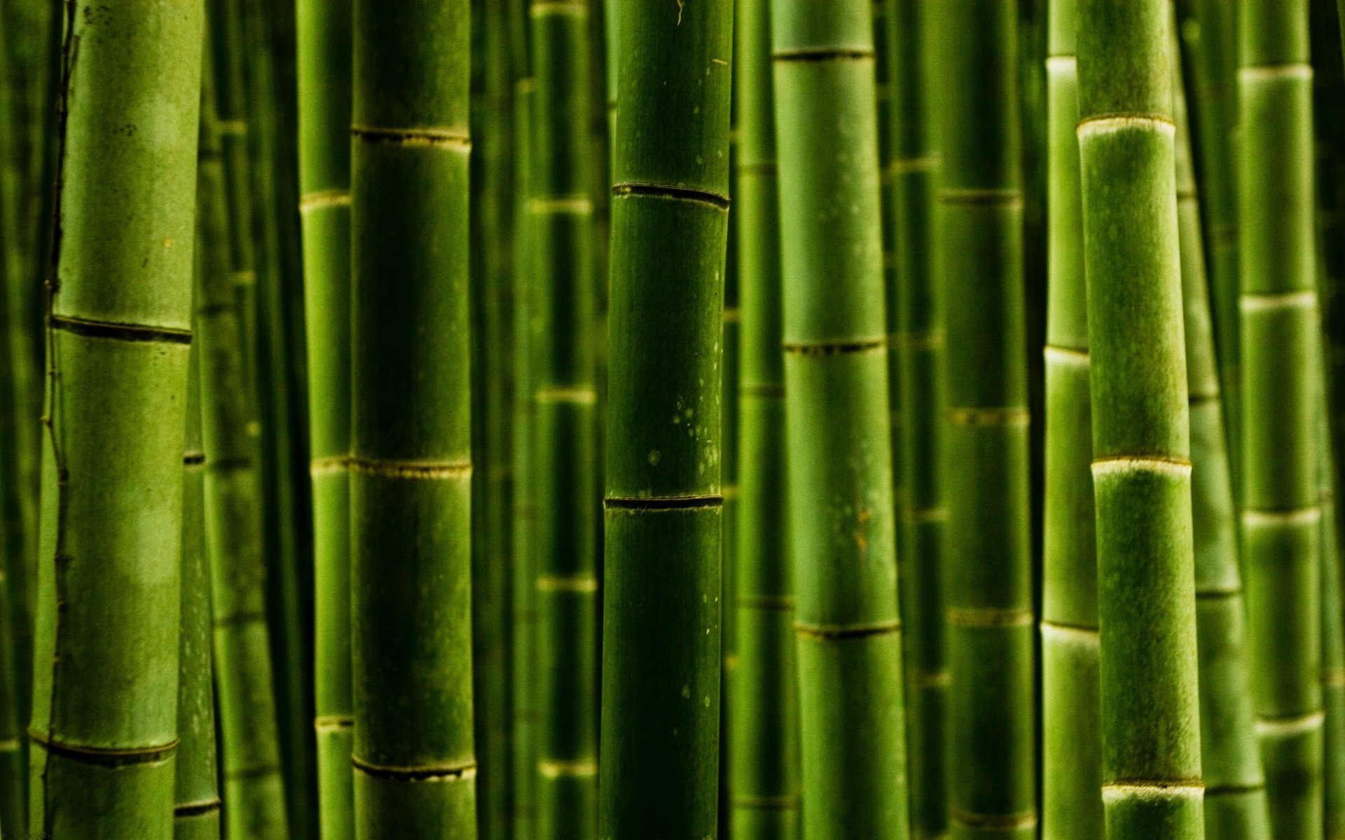 makro natur green style makrofoto bambus stämme