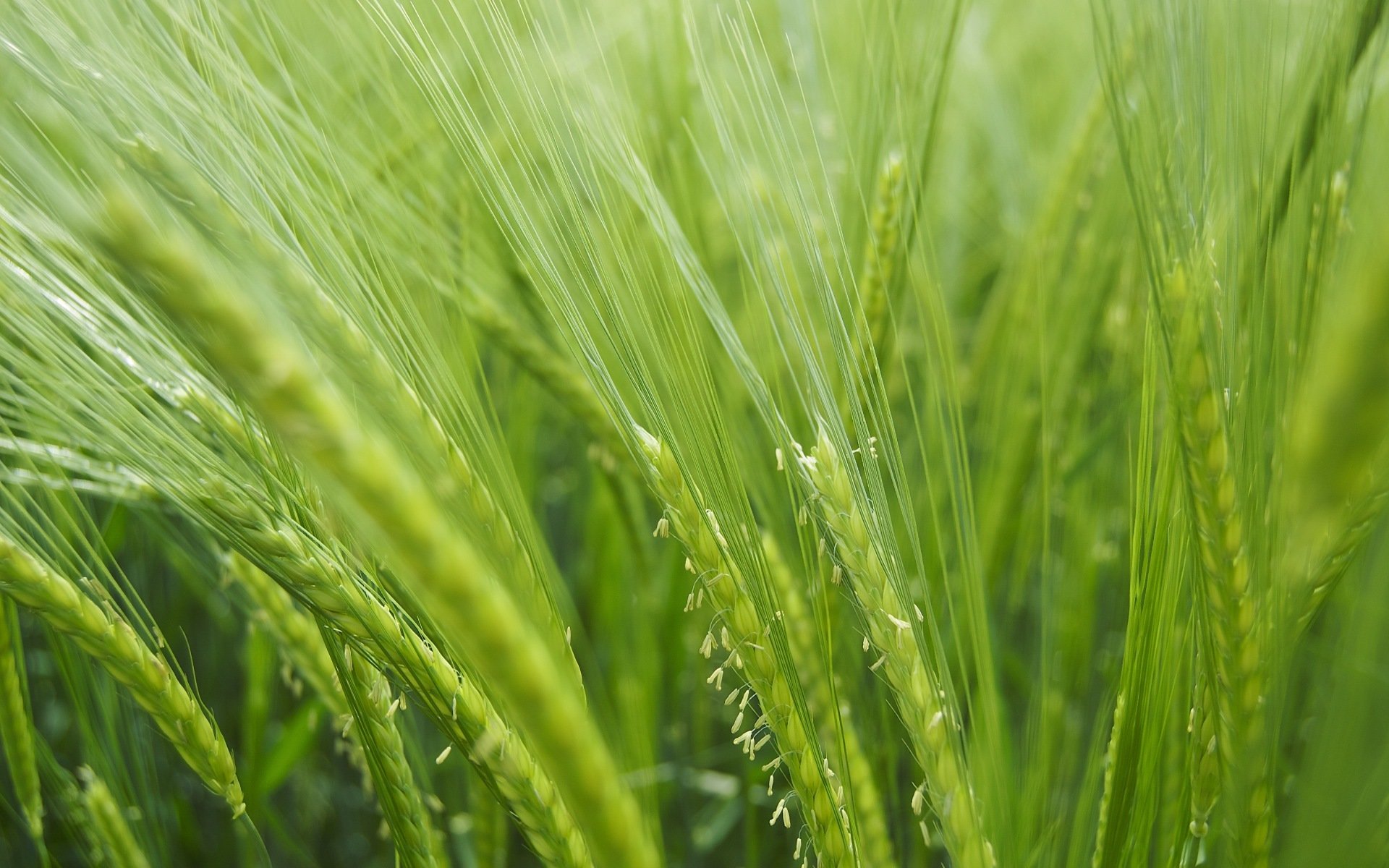 makro natur pflanzen gras grüns feld