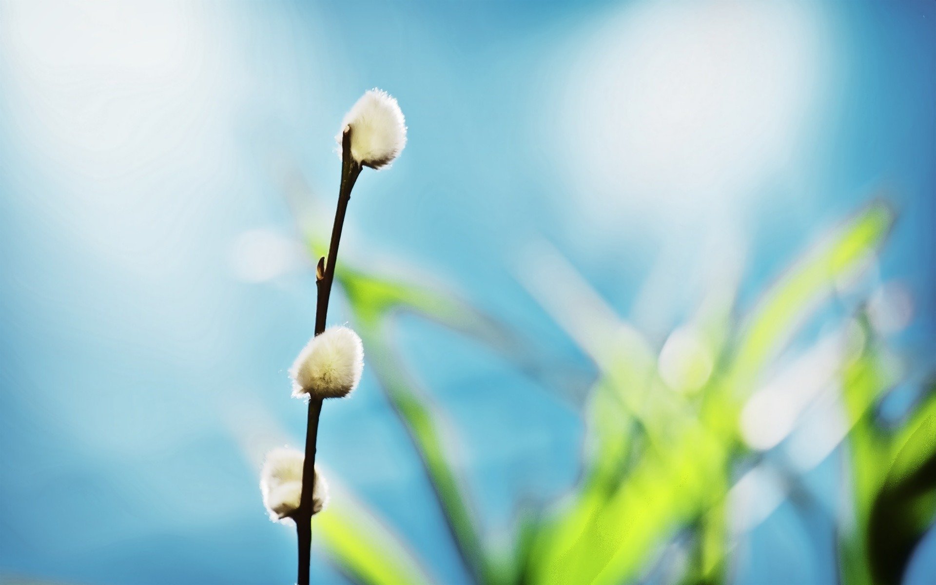 nature plantes printemps branche saule gros plan