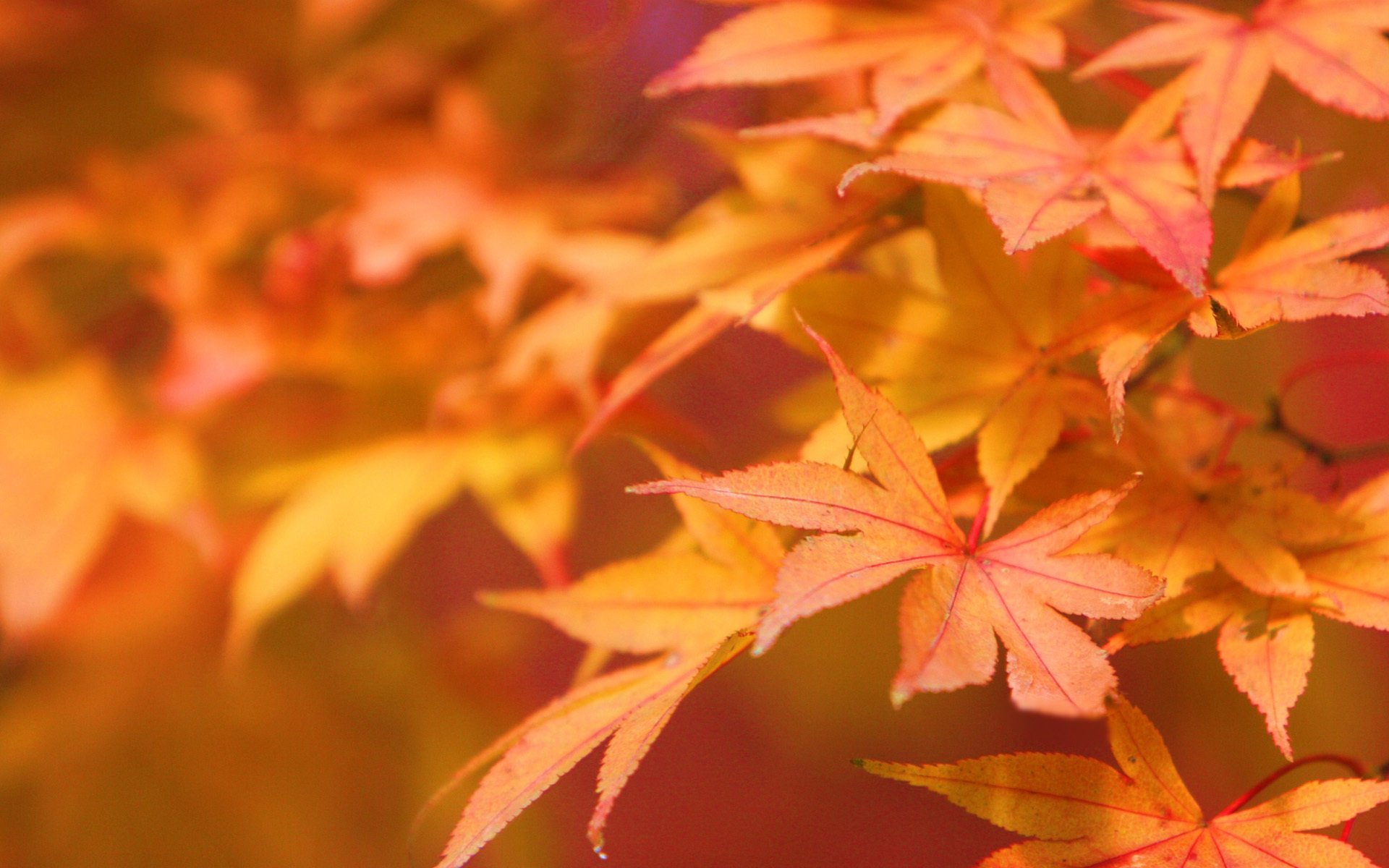 natura macro autunno foglie