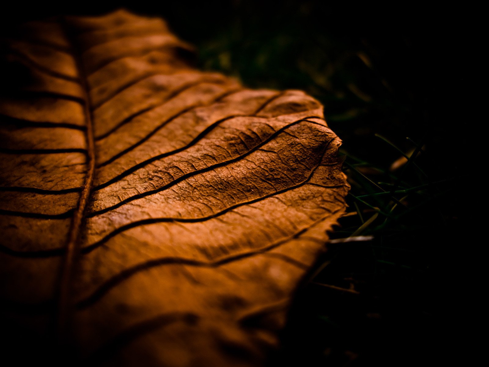 macro hoja otoño hoja macro