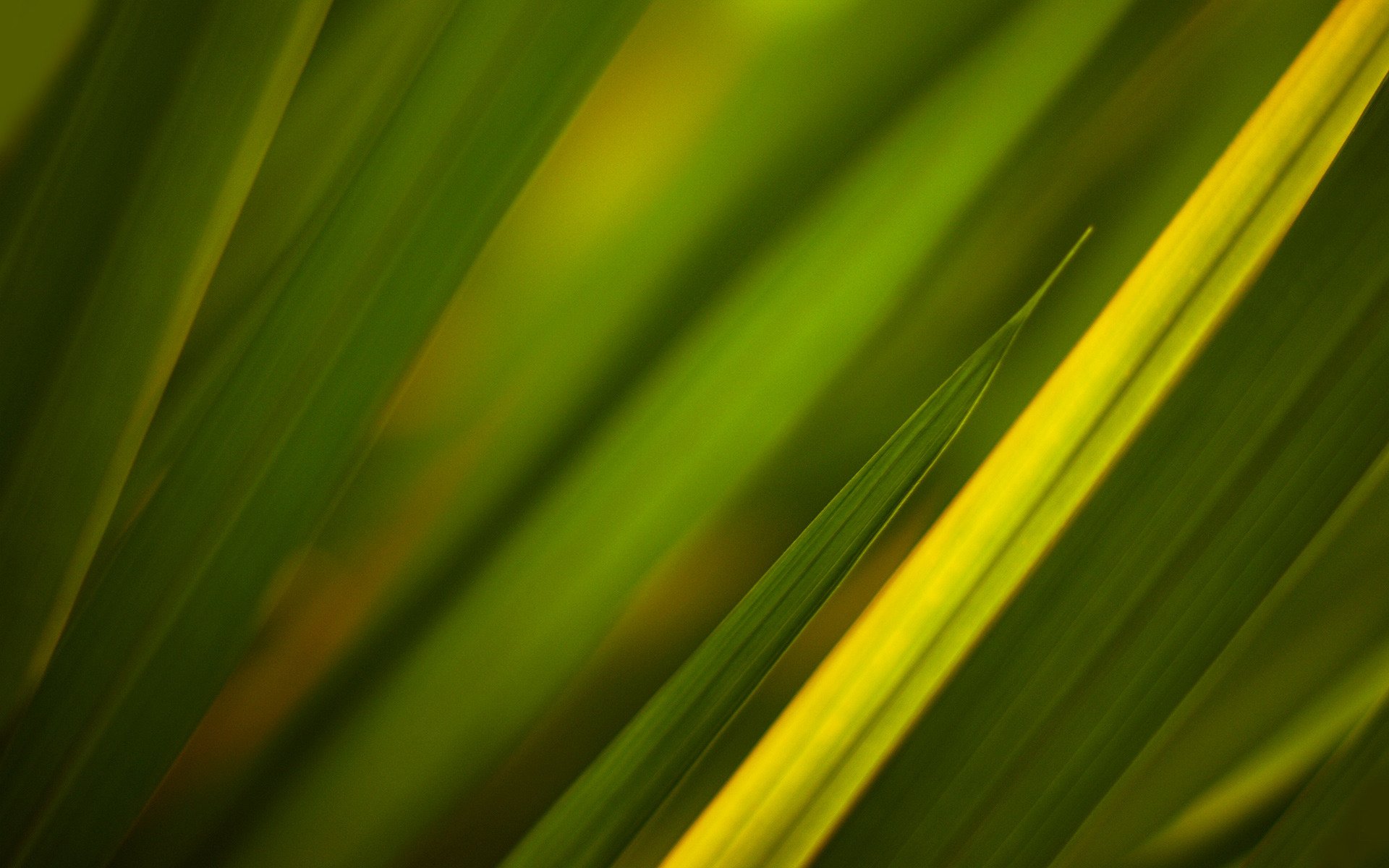 textura hierba textura verde