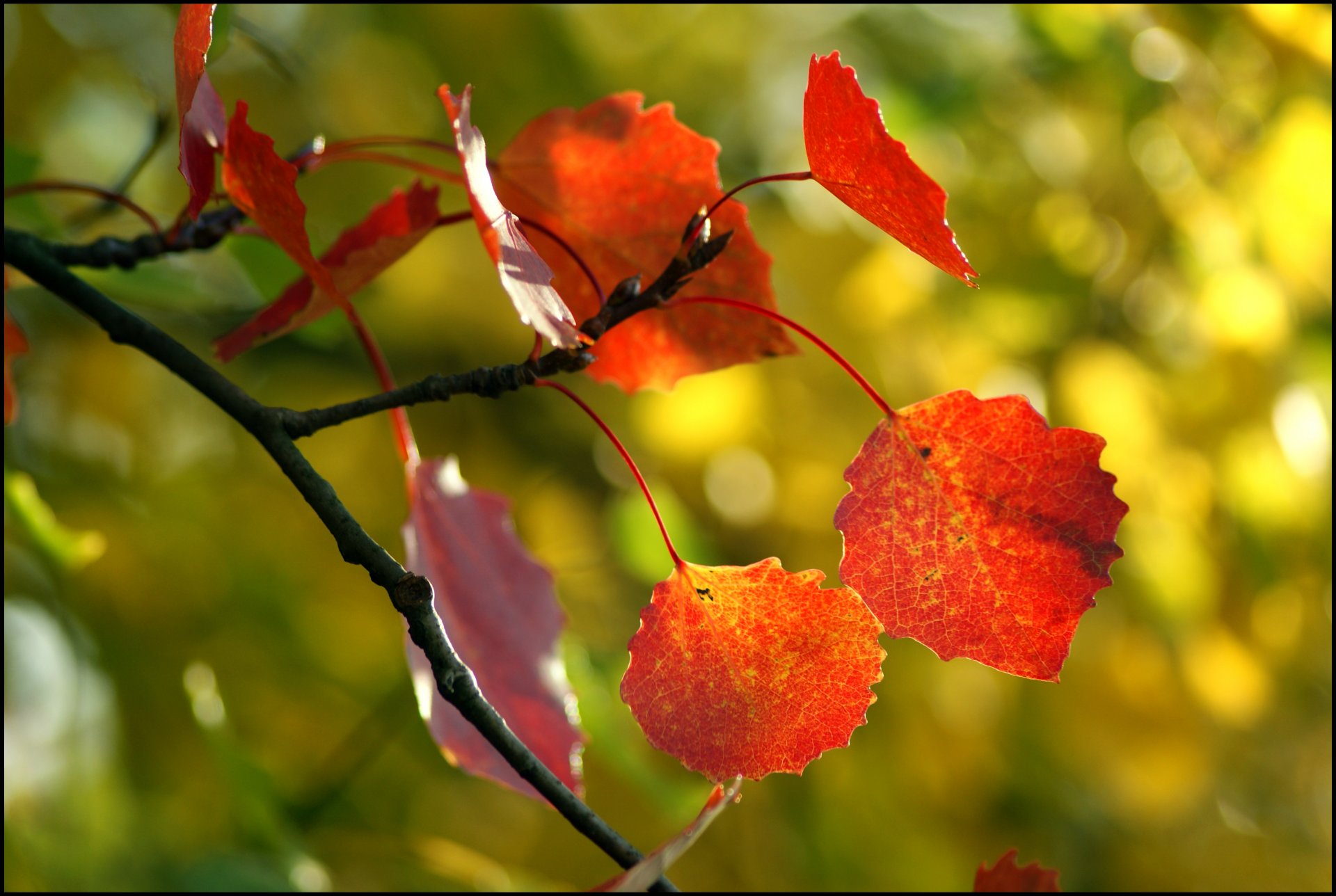 leaves tree autumn close up