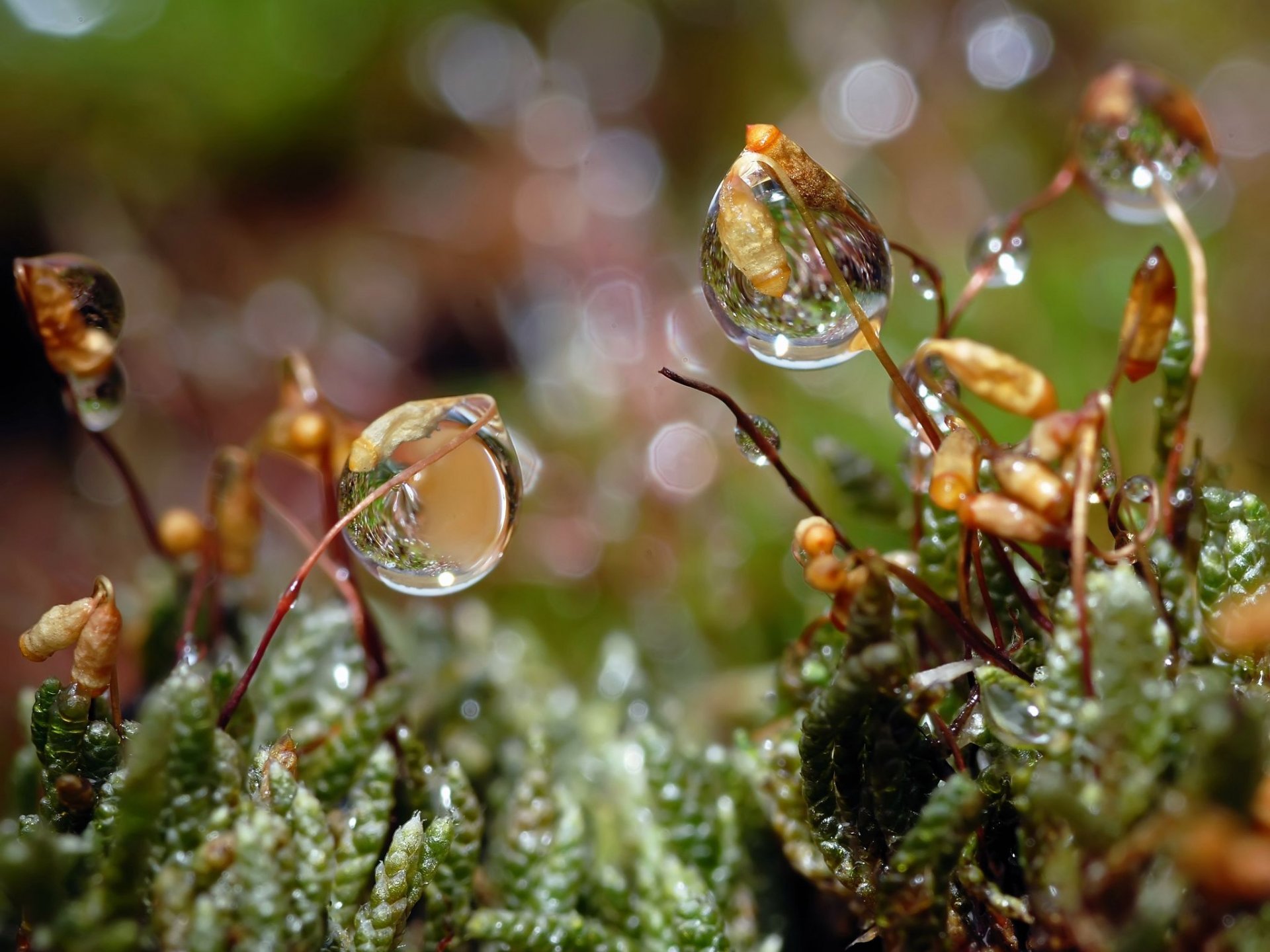 gouttes herbe rosée