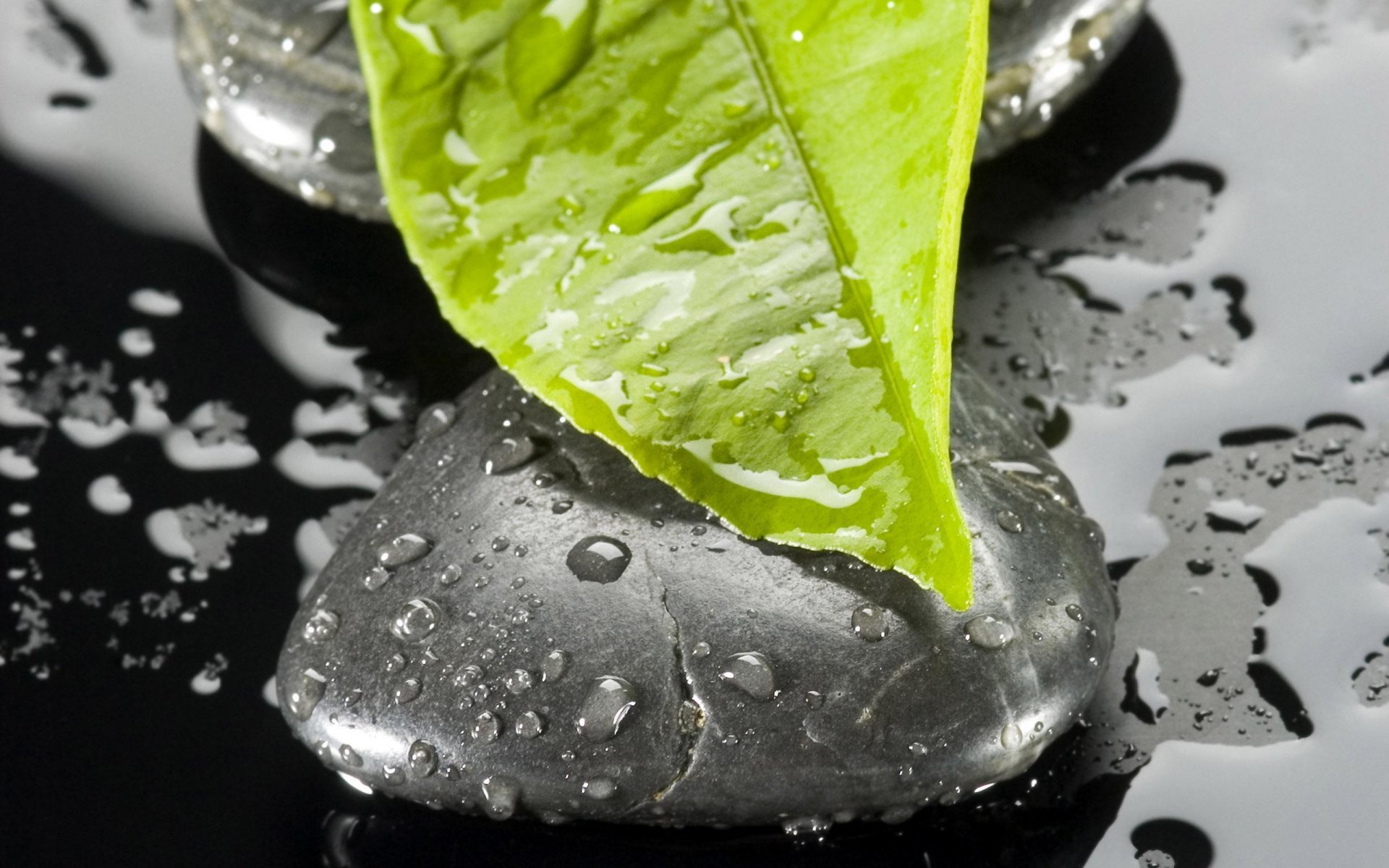 hoja piedra gotas agua macro