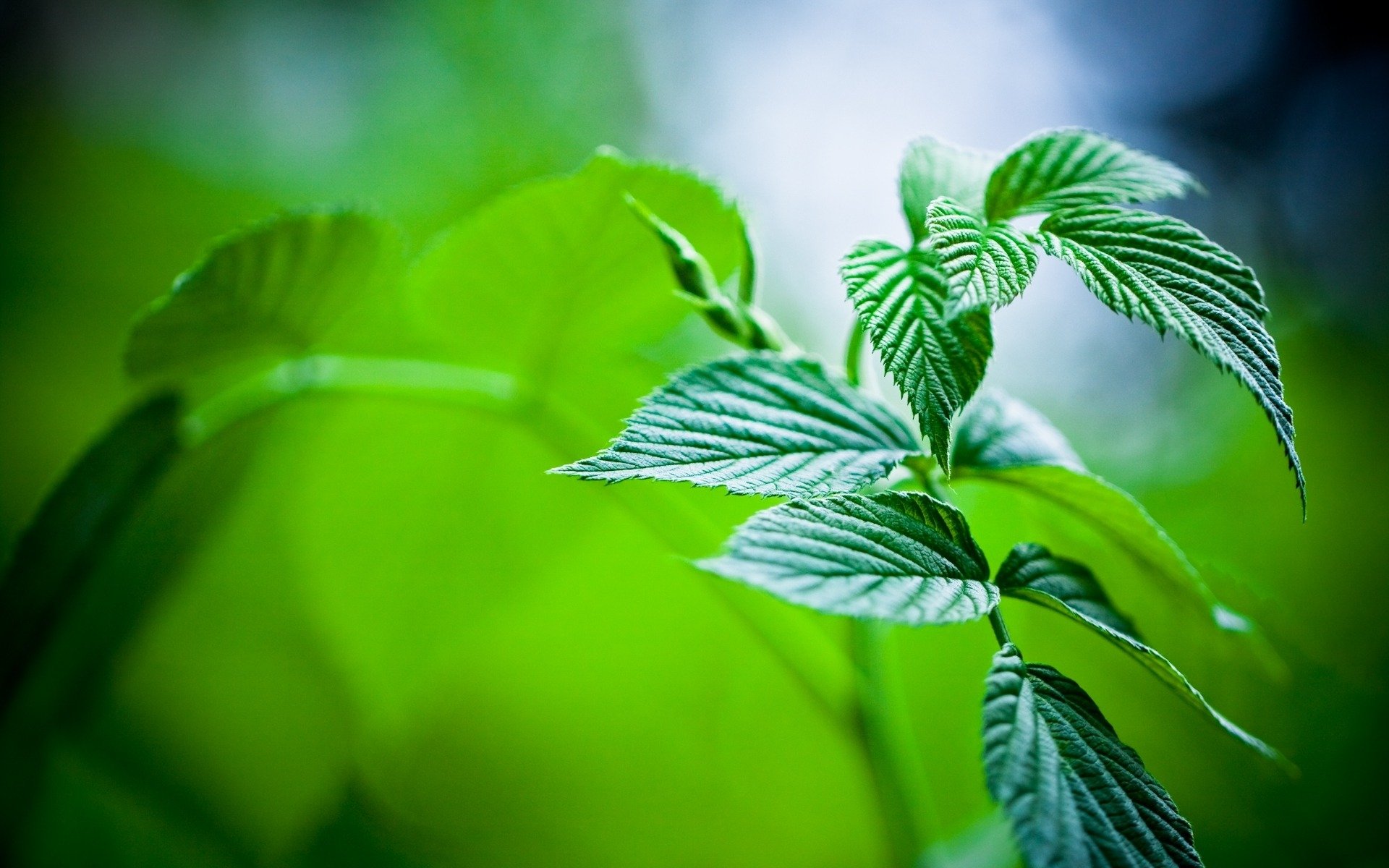 makro-minze blätter pflanzen natur