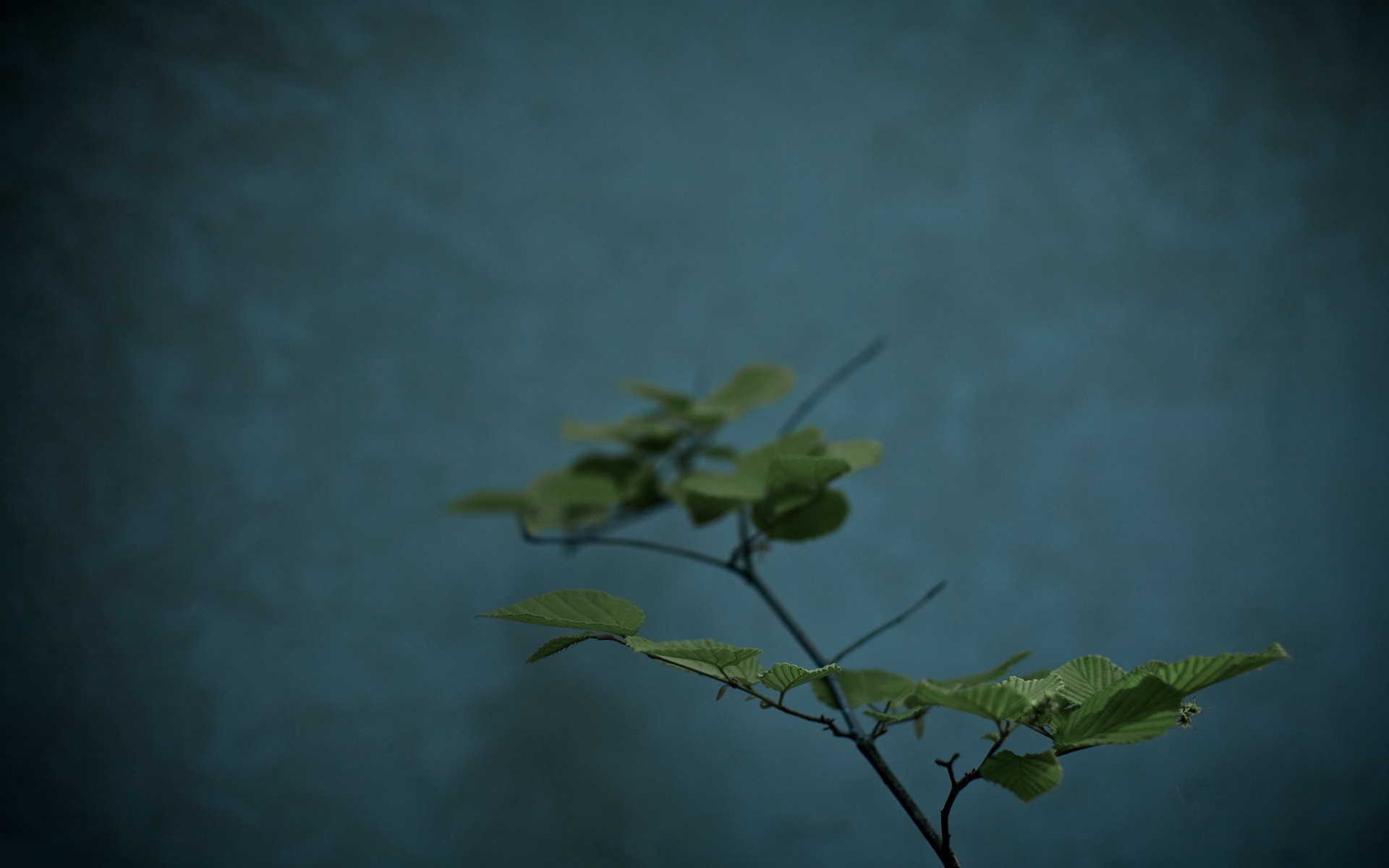 gros plan de la plante feuilles fleurs