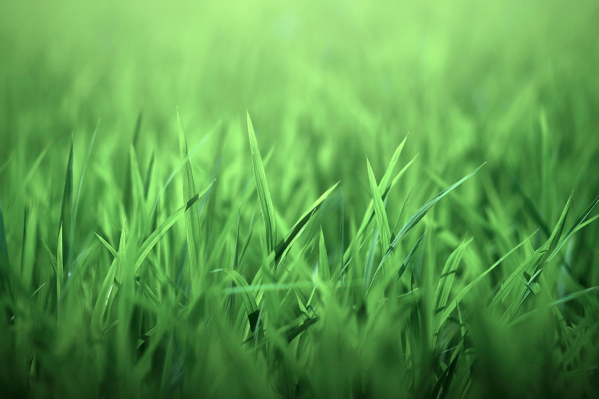 nature grass leave