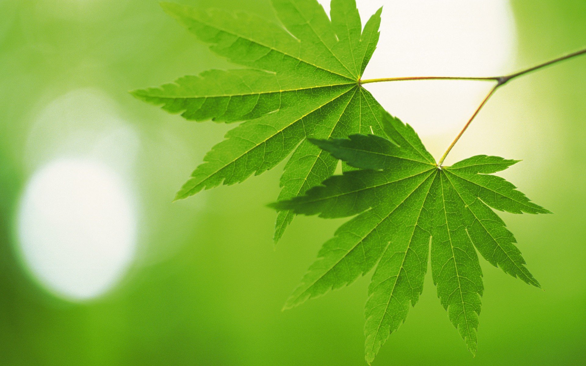 feuilles vertes éblouissement flou