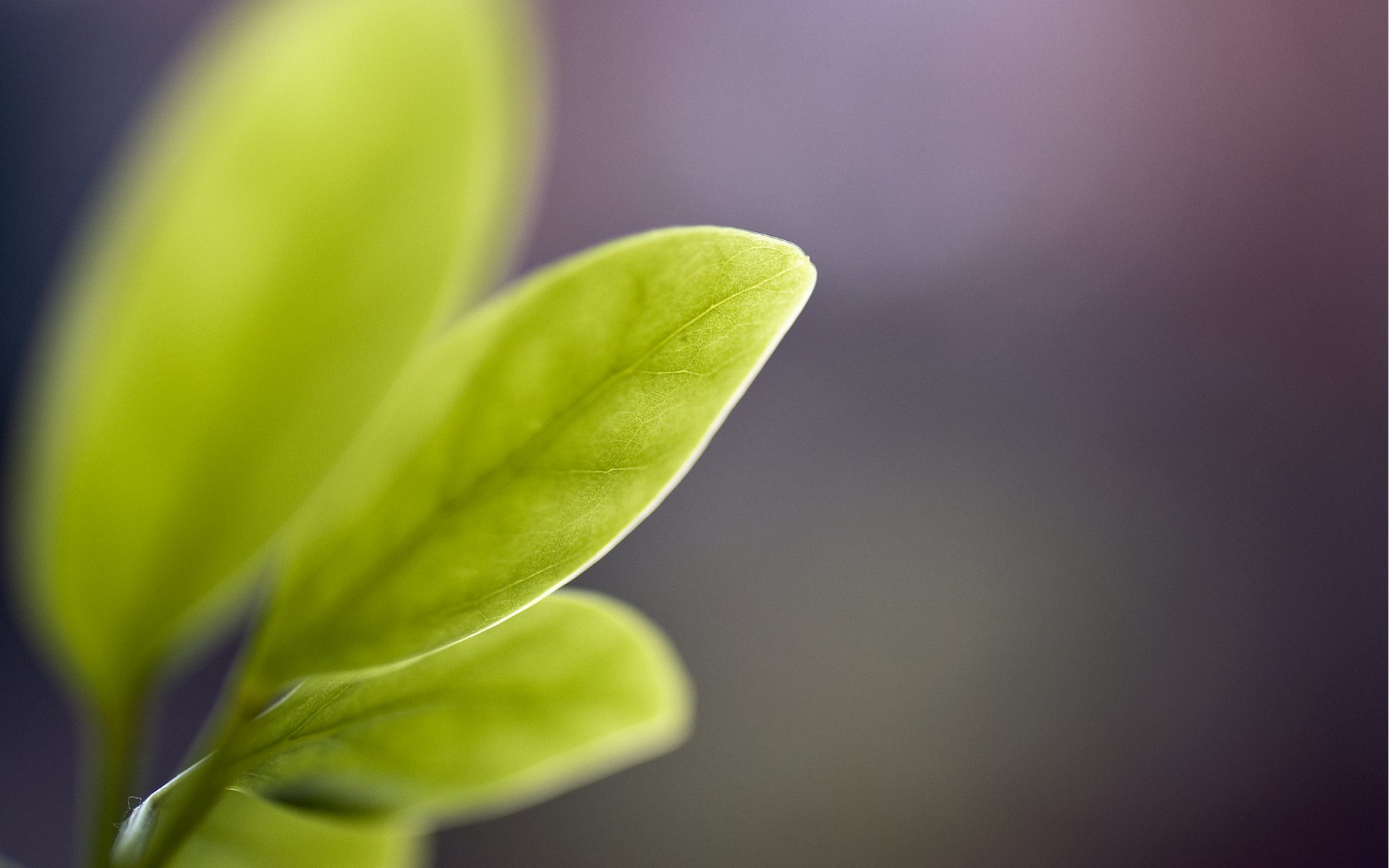 fleur feuilles veines tiges