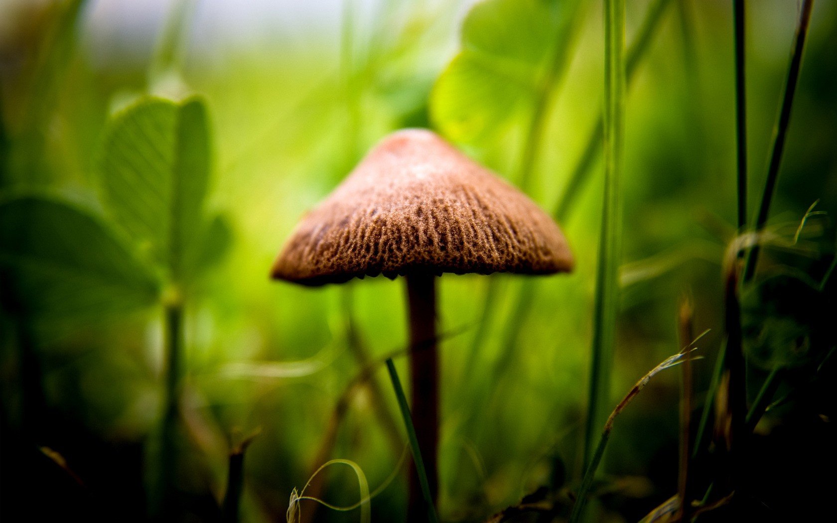 pilz grüns fokus