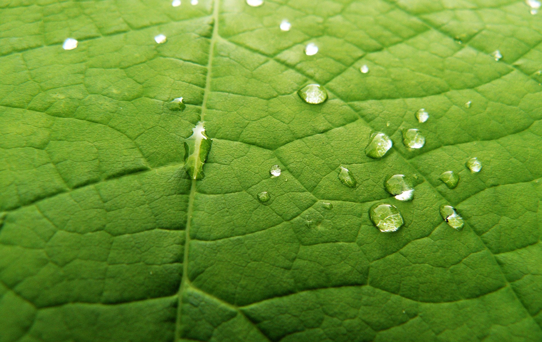 leaf it green drops sheet