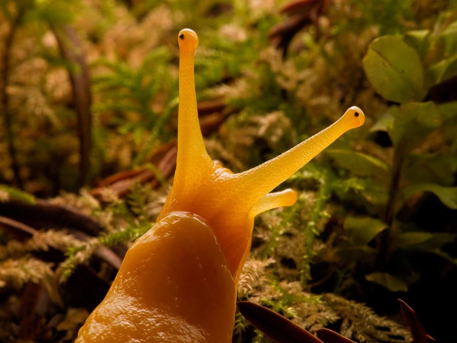 schnecke hörner schleim cool