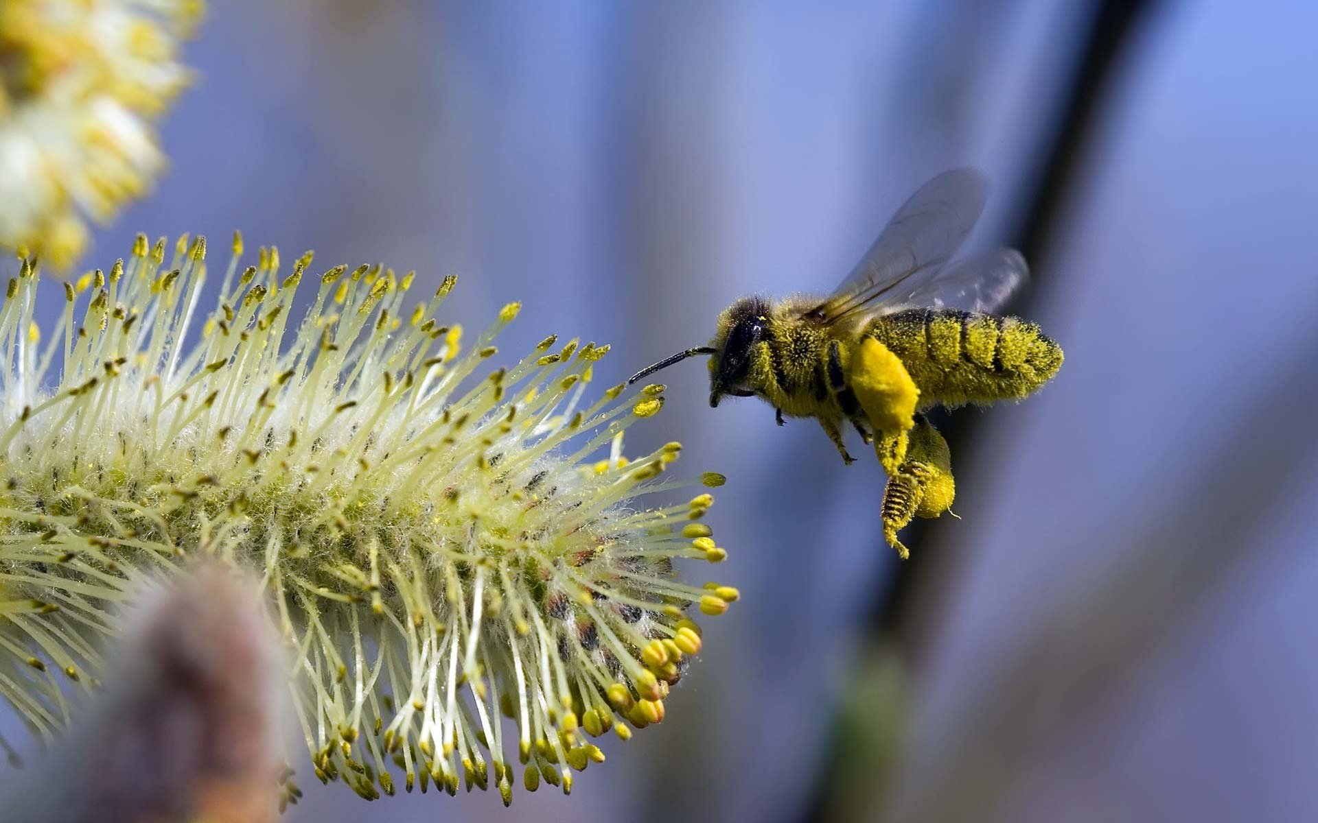 biene blume fliegen