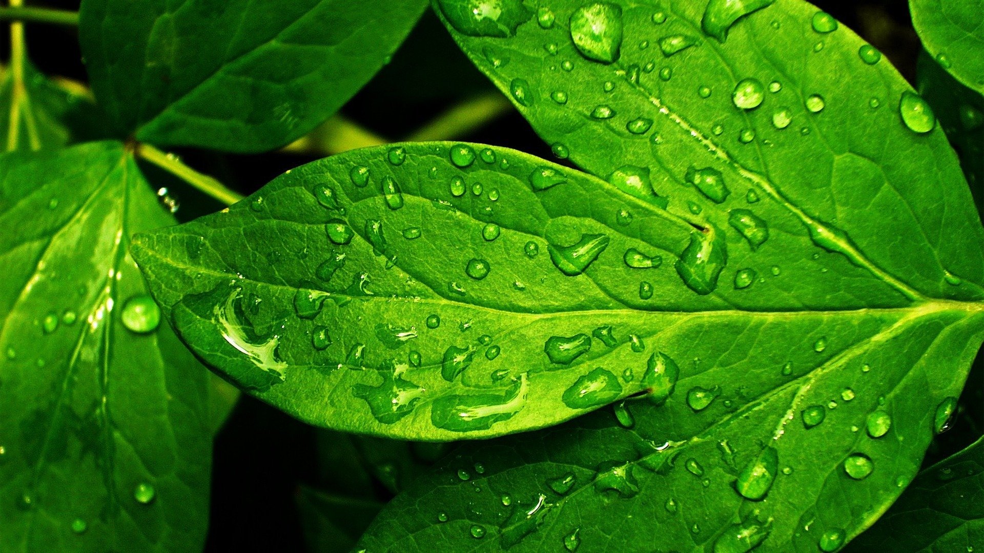 hoja verde gotas rocío