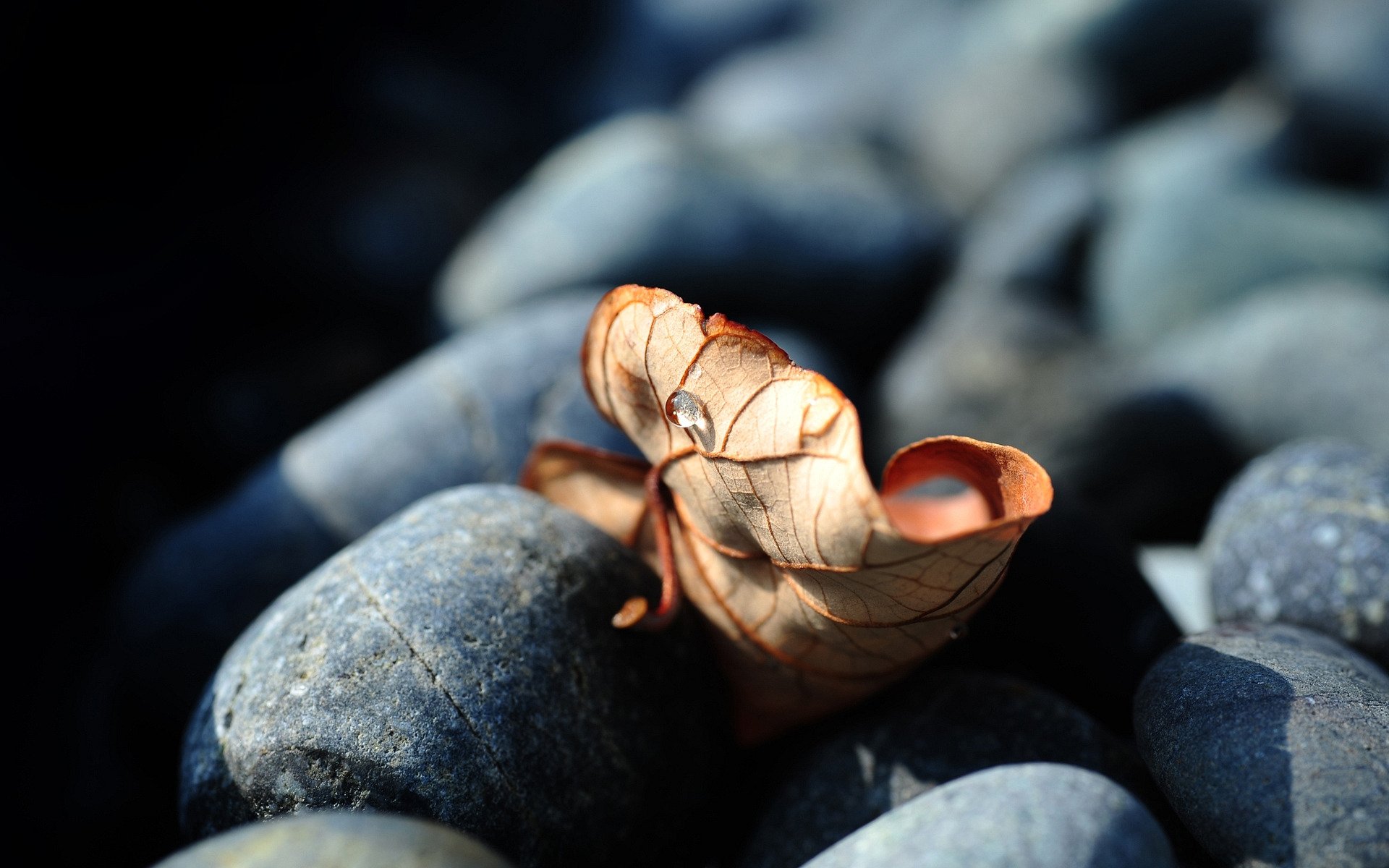 belleza macro piedras hojas