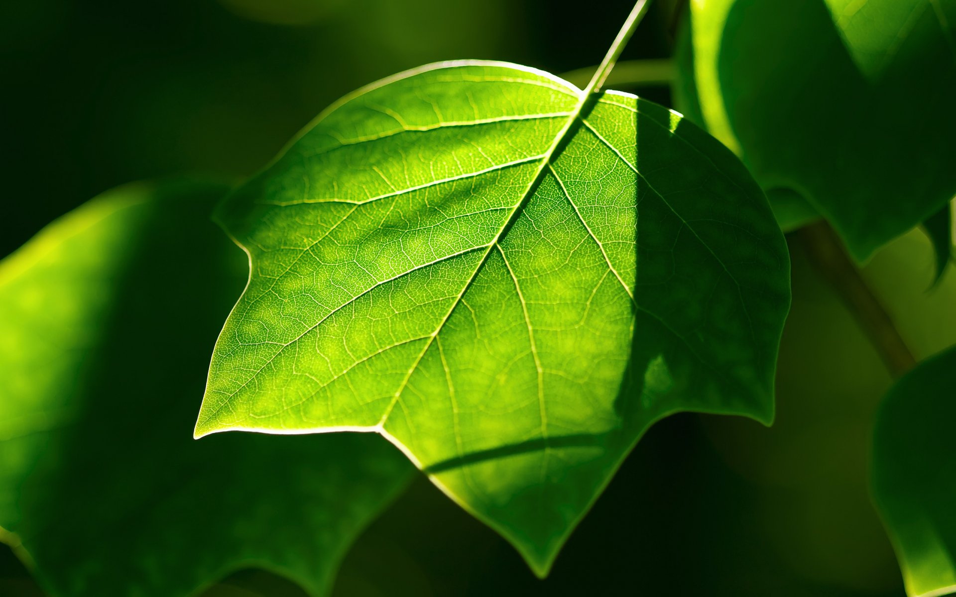 feuille verdure plantes