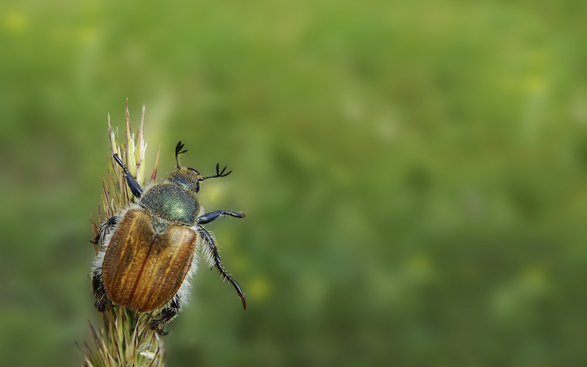 beetle vert bonjour minimalisme