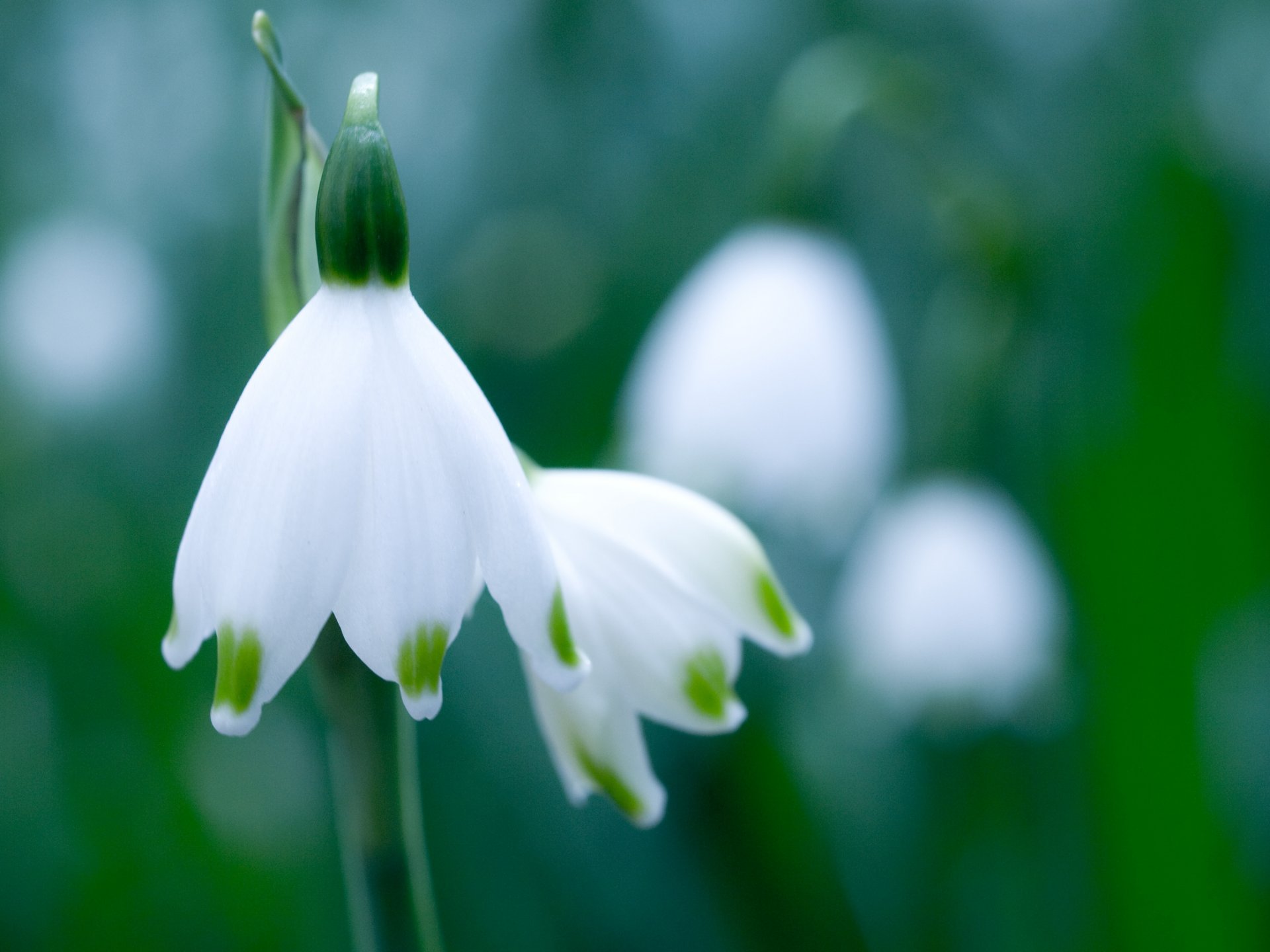 bianco fiore bucaneve verde primavera macro