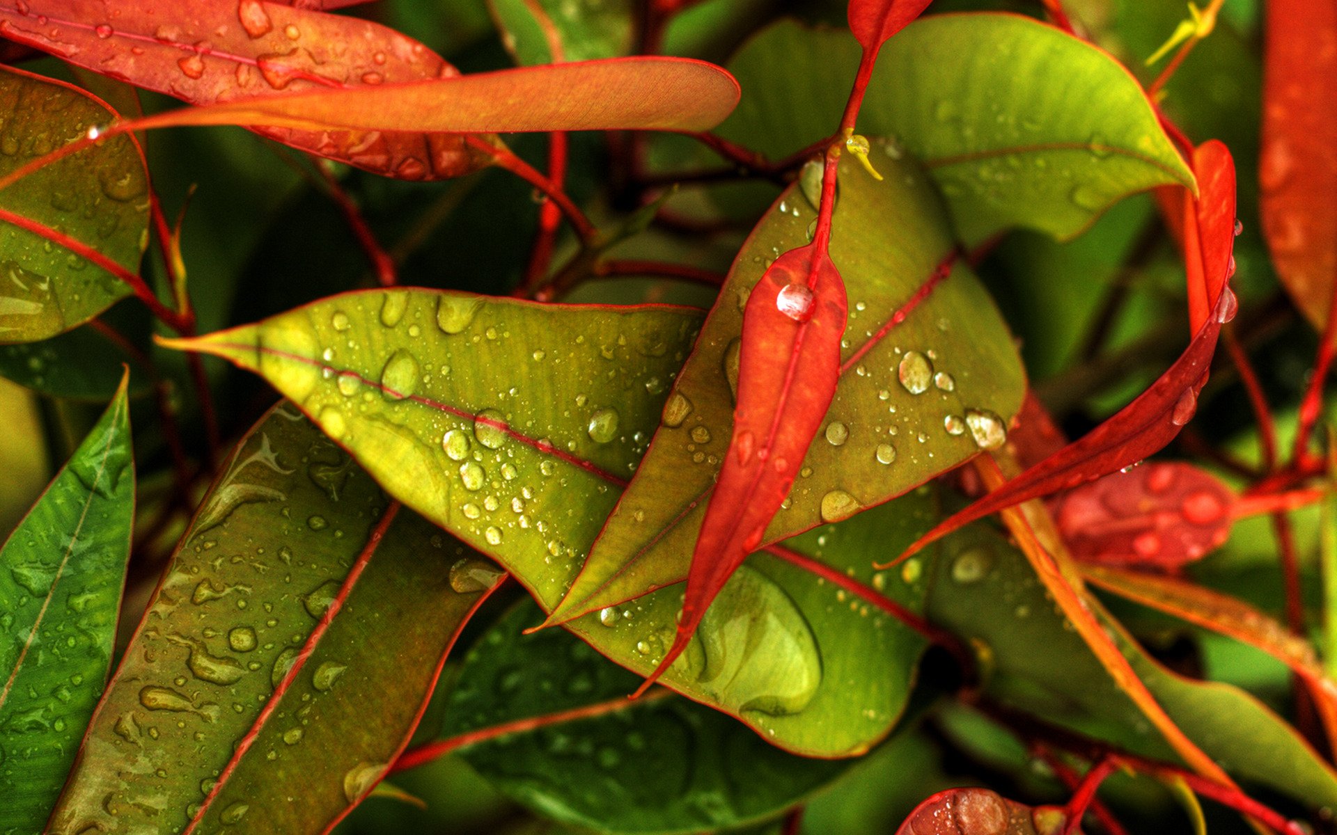 leaves droplets autumn